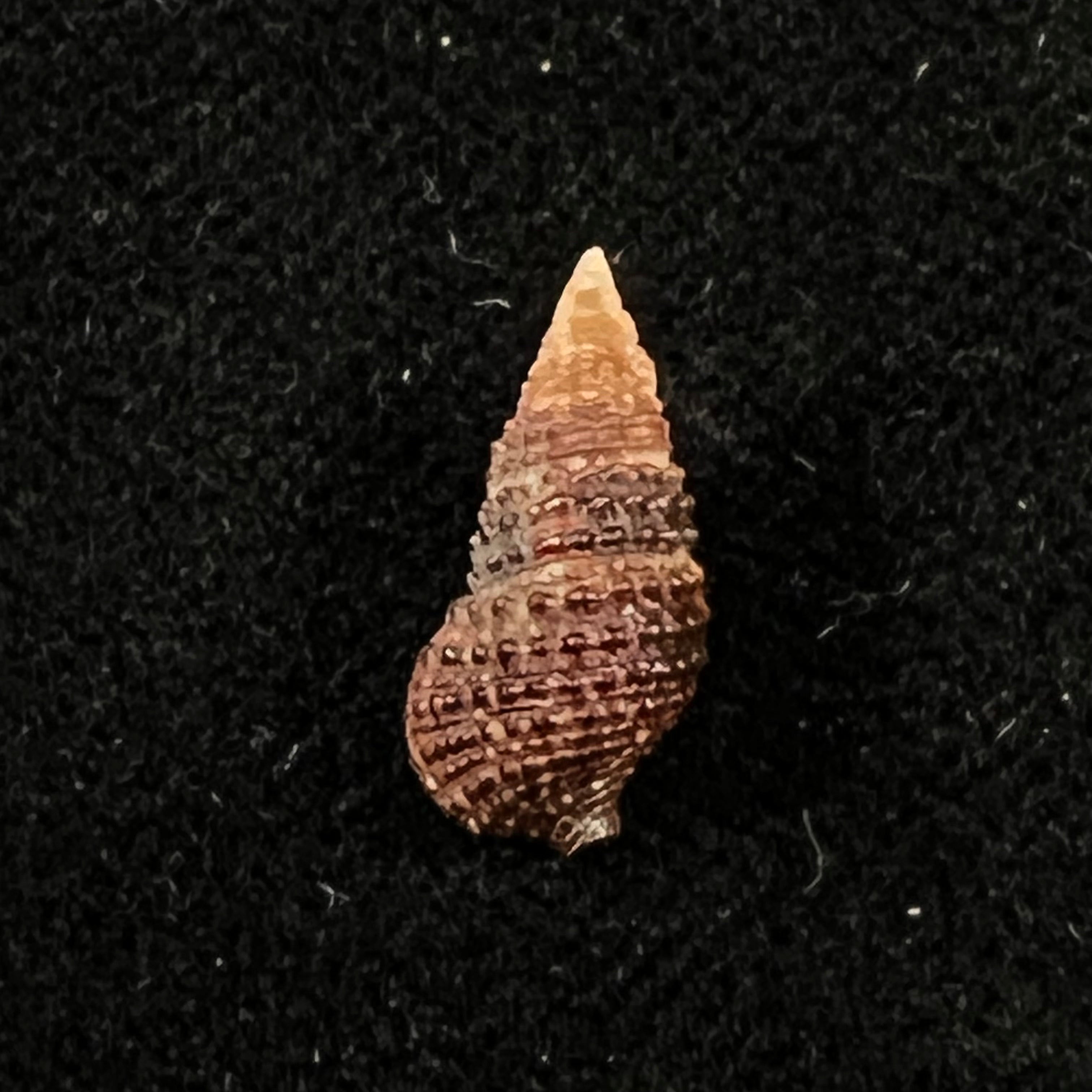 Cerithium lutosum Menke, 1828 - 13,8mm