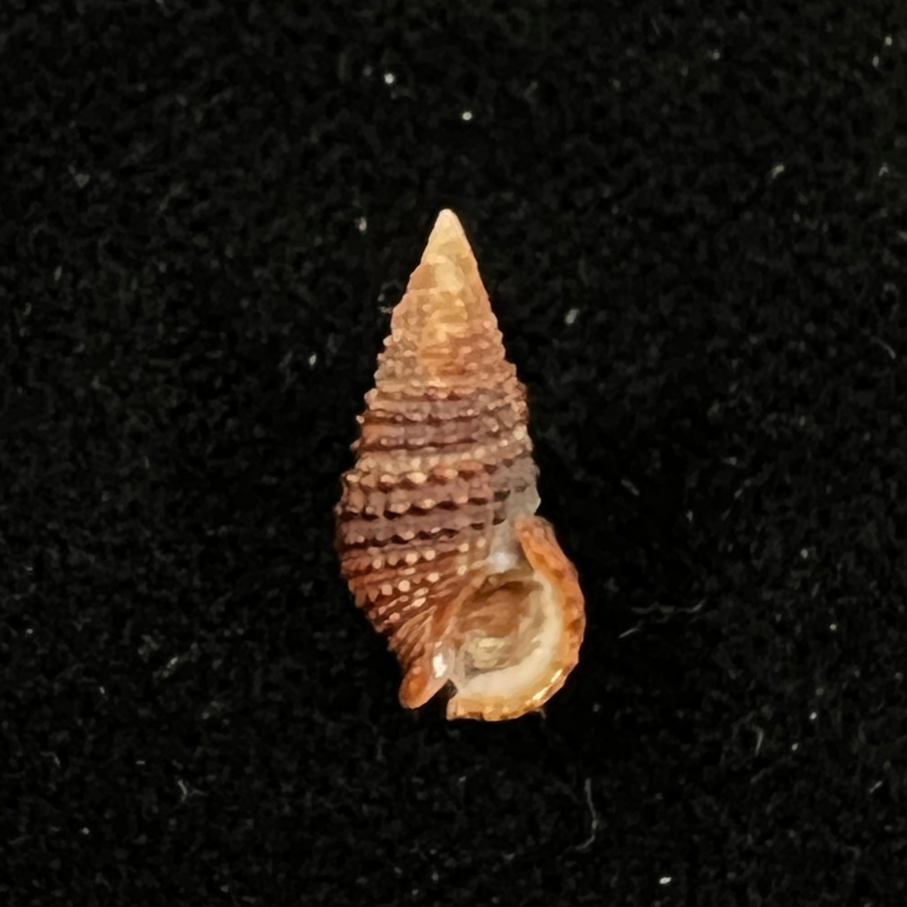 Cerithium lutosum Menke, 1828 - 13,8mm