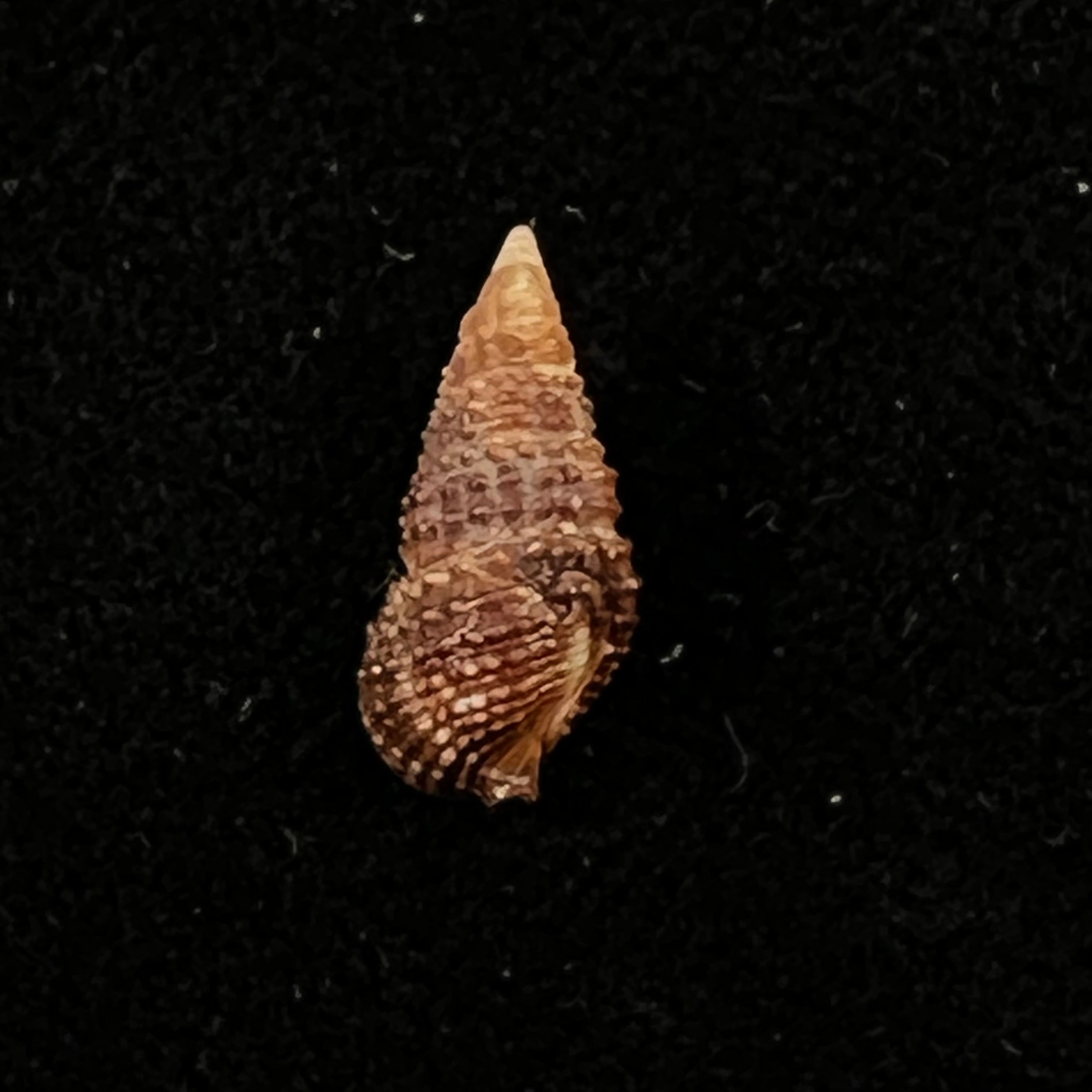Cerithium lutosum Menke, 1828 - 14,3mm