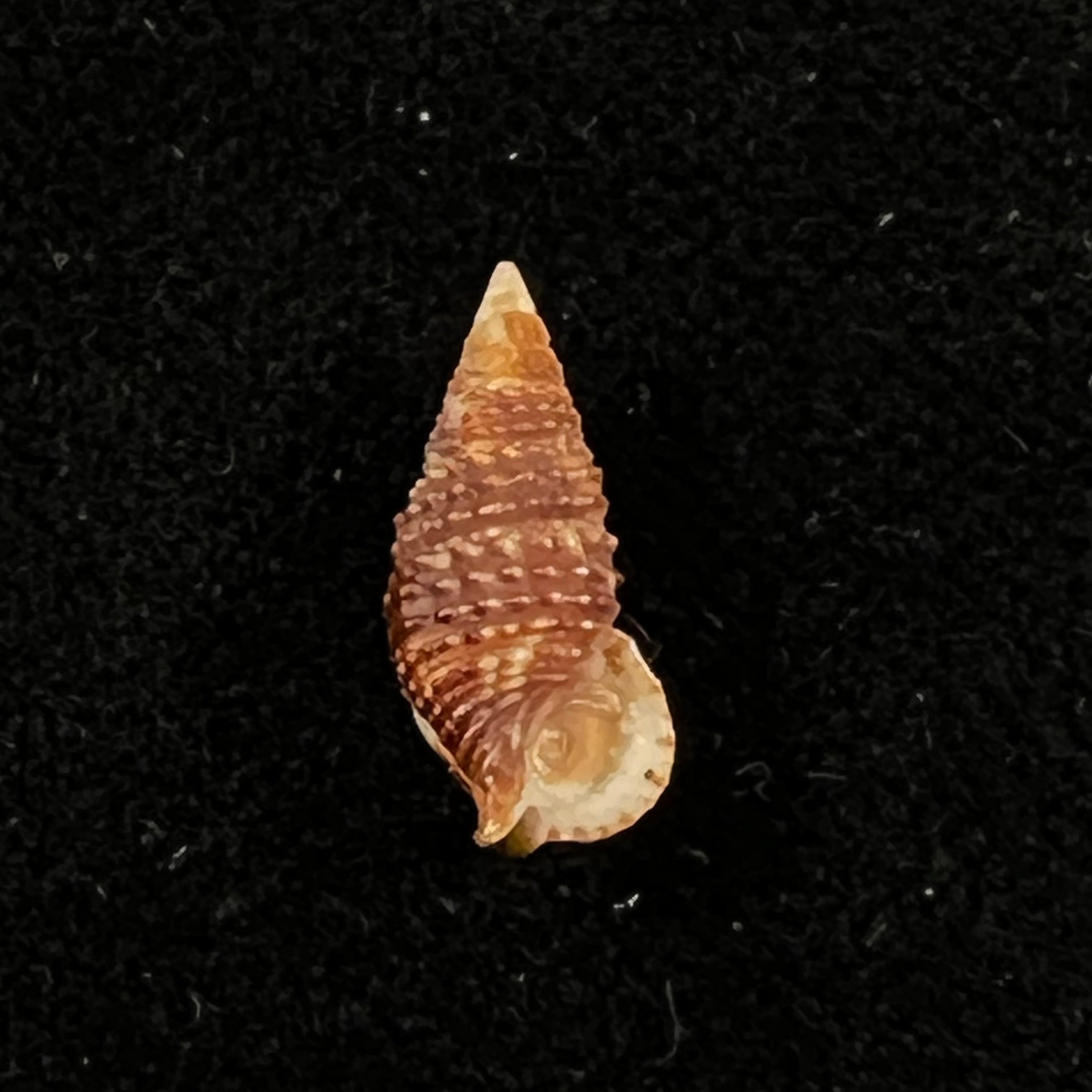 Cerithium lutosum Menke, 1828 - 14,3mm