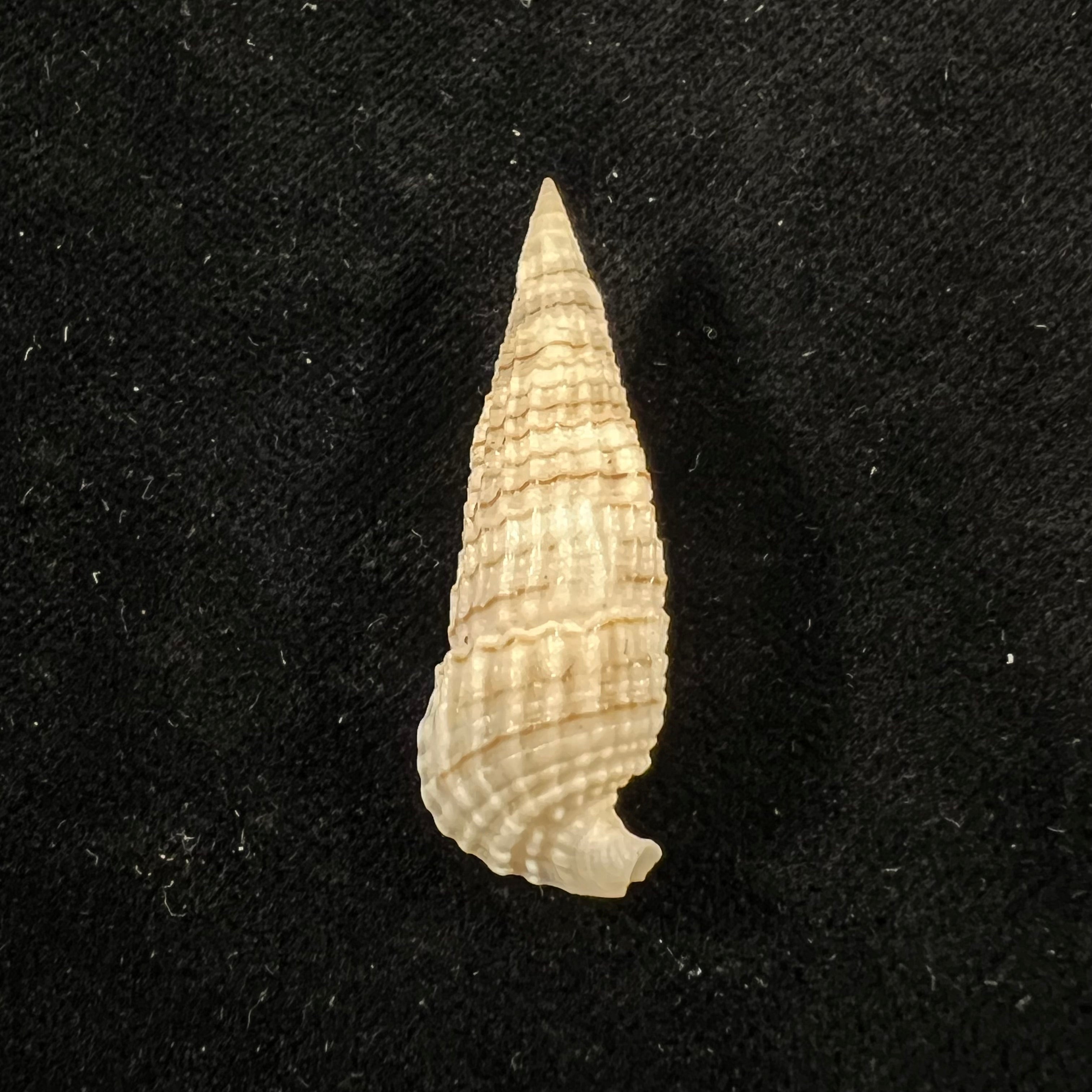 Rhinoclavis aspera (Linnaeus,1758) - 38,9mm