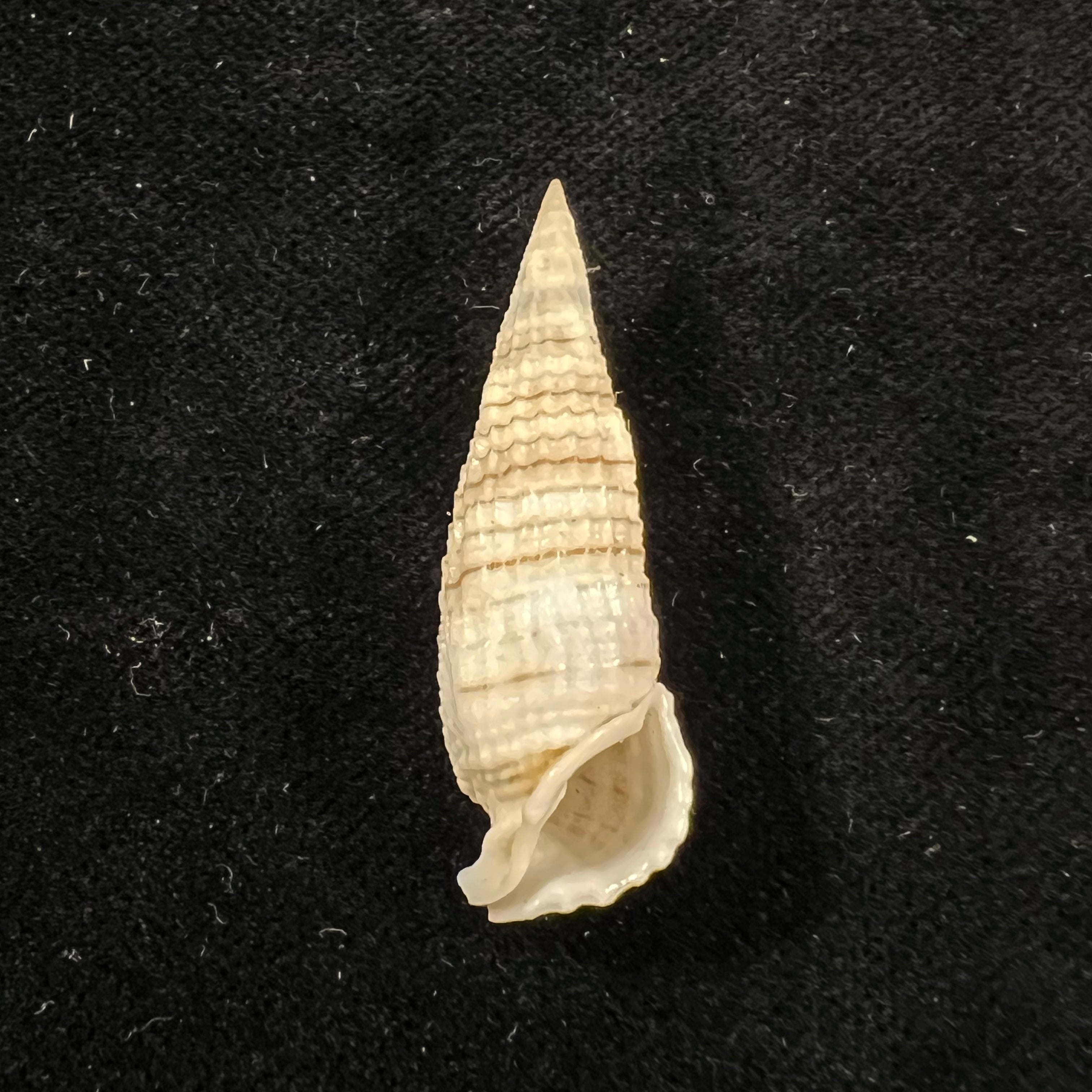 Rhinoclavis aspera (Linnaeus,1758) - 38,9mm