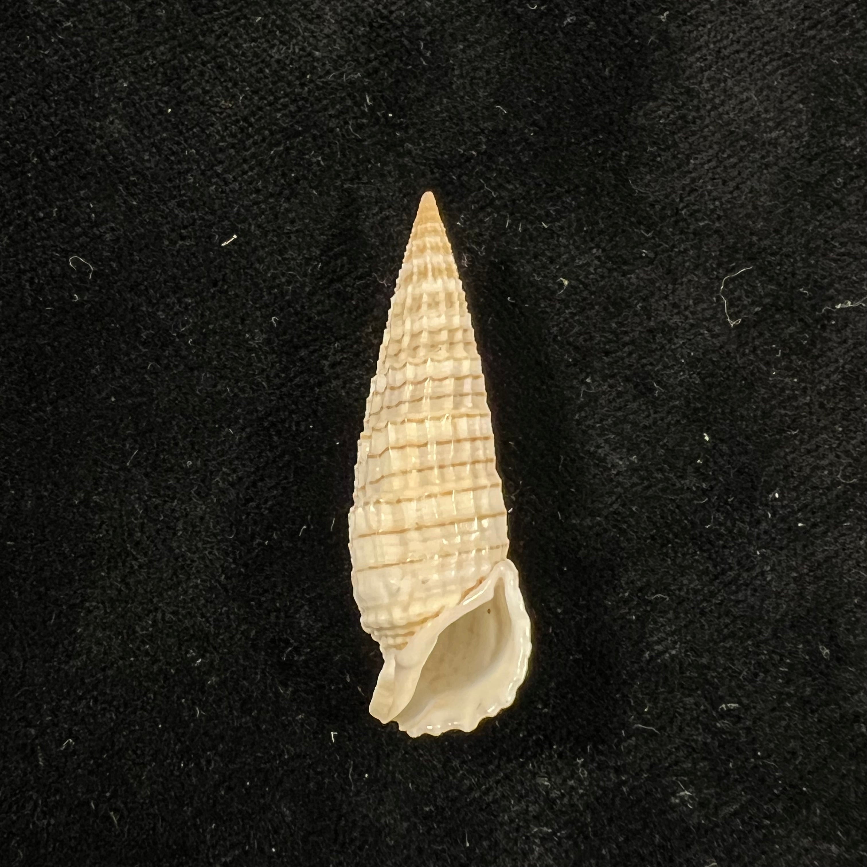 Rhinoclavis aspera (Linnaeus,1758) - 40,2mm