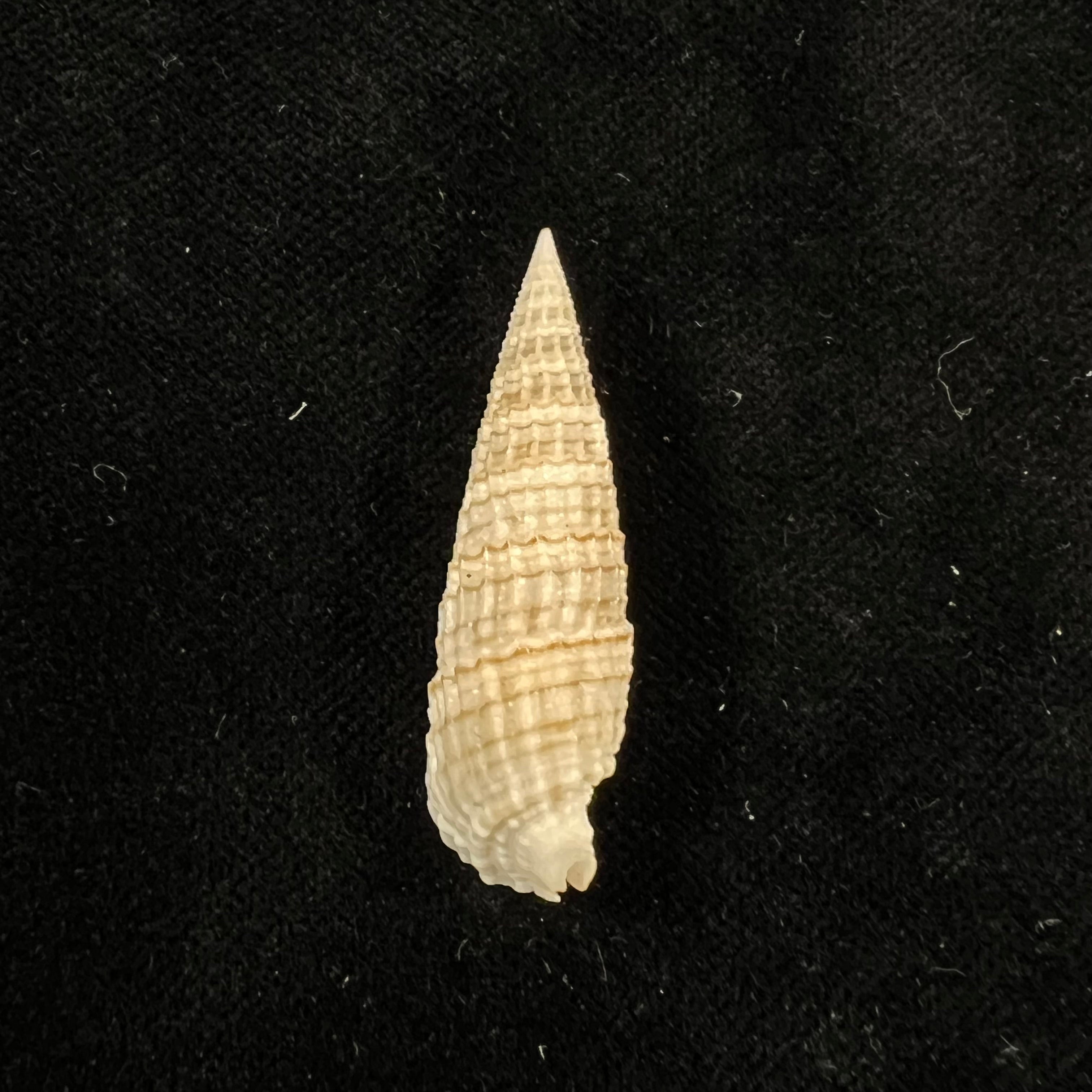 Rhinoclavis aspera (Linnaeus,1758) - 38,4mm