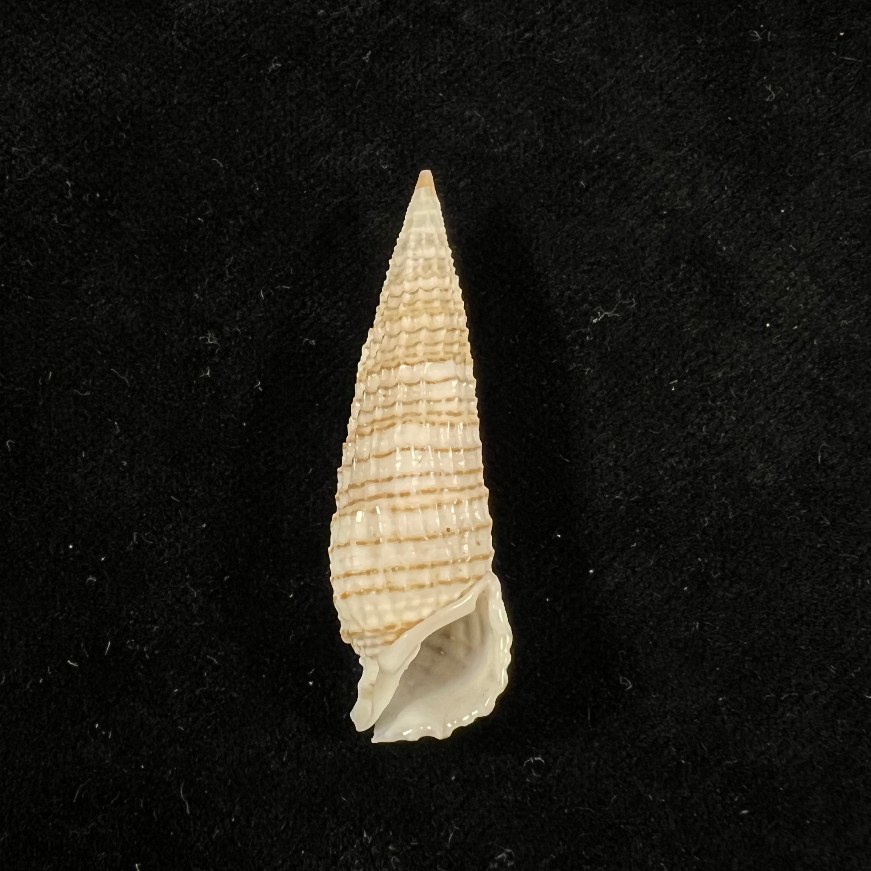 Rhinoclavis aspera (Linnaeus,1758) - 42mm