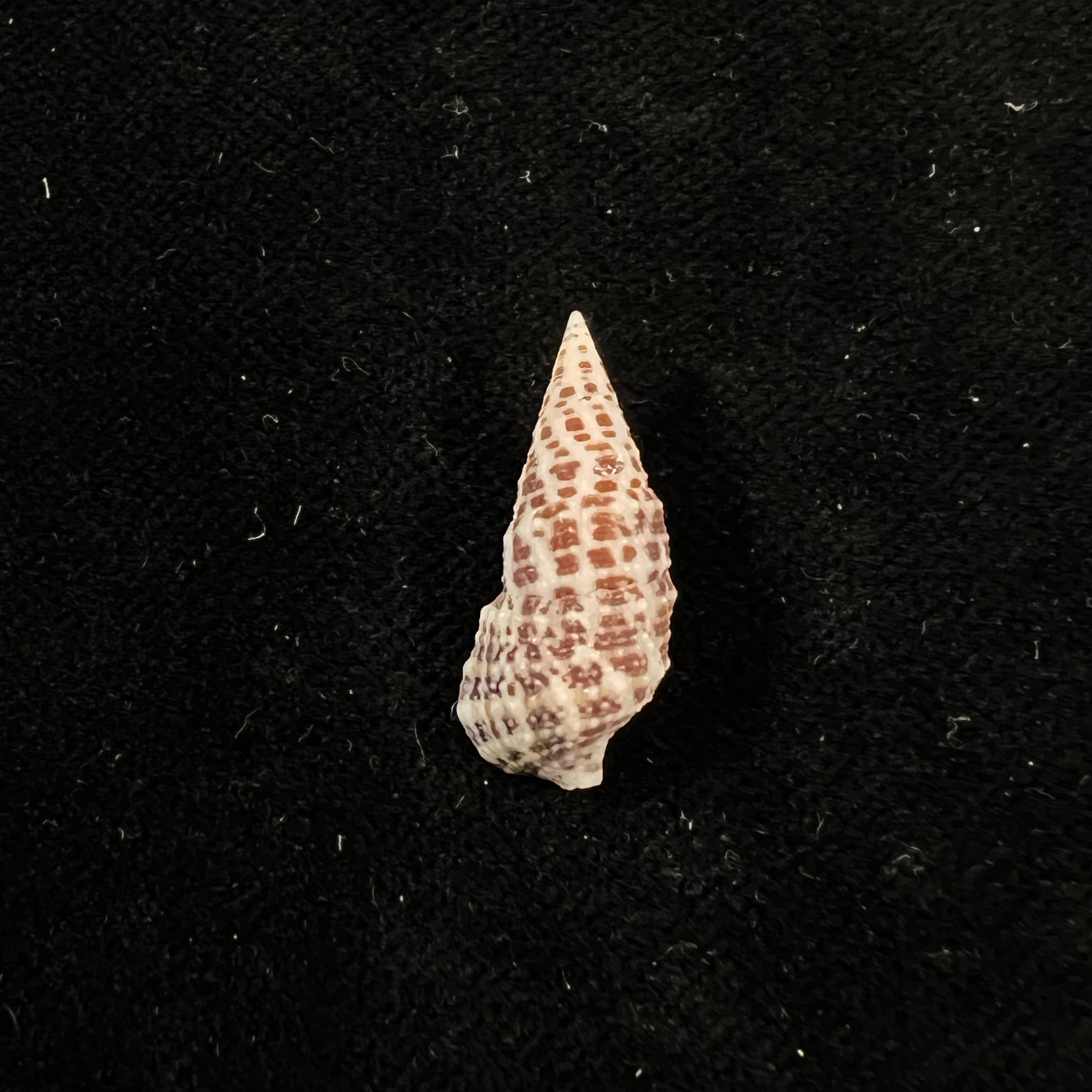 Cerithium litteratum (Born, 1778) - 22,4mm