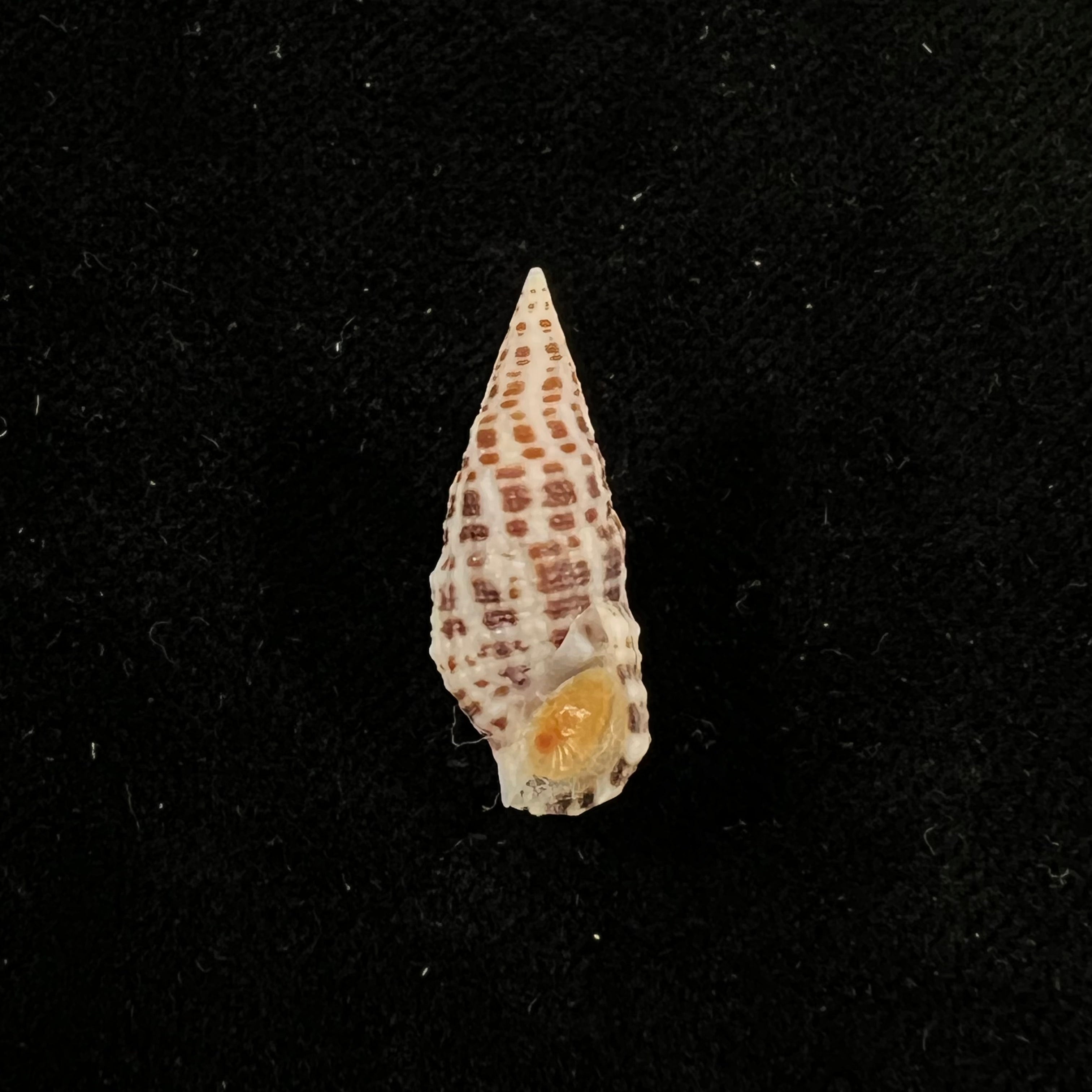 Cerithium litteratum (Born, 1778) - 22,4mm