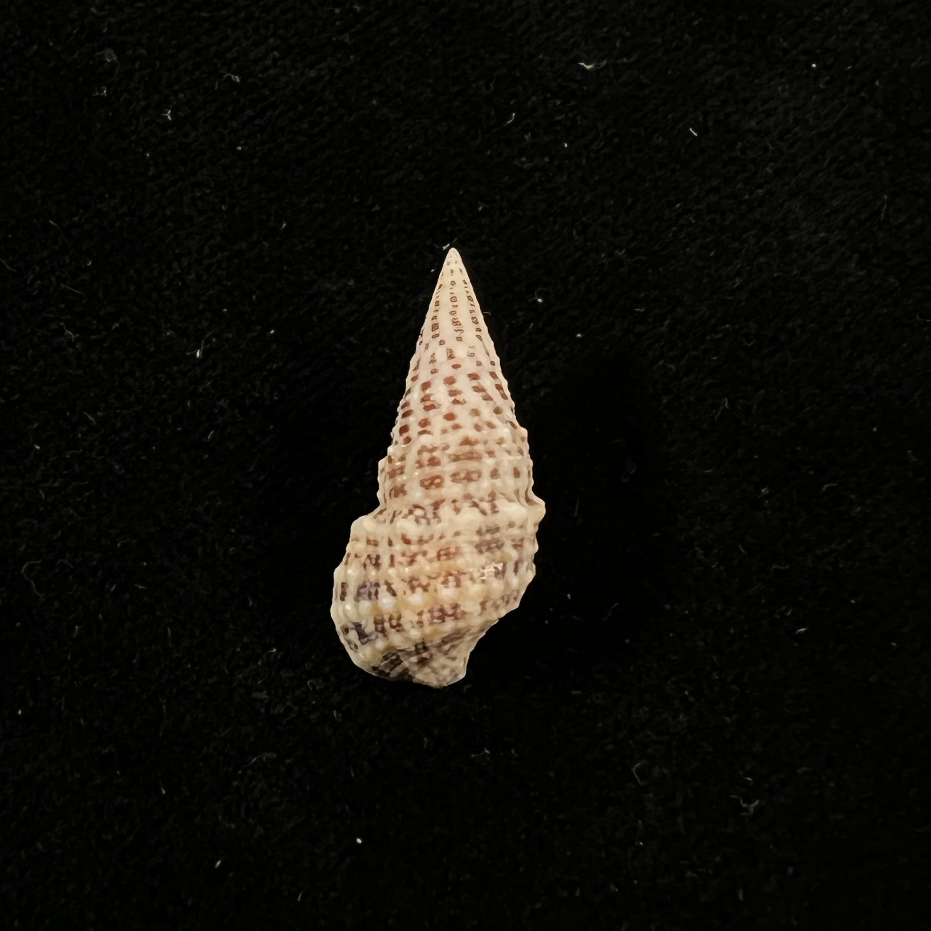 Cerithium litteratum (Born, 1778) - 23,2mm