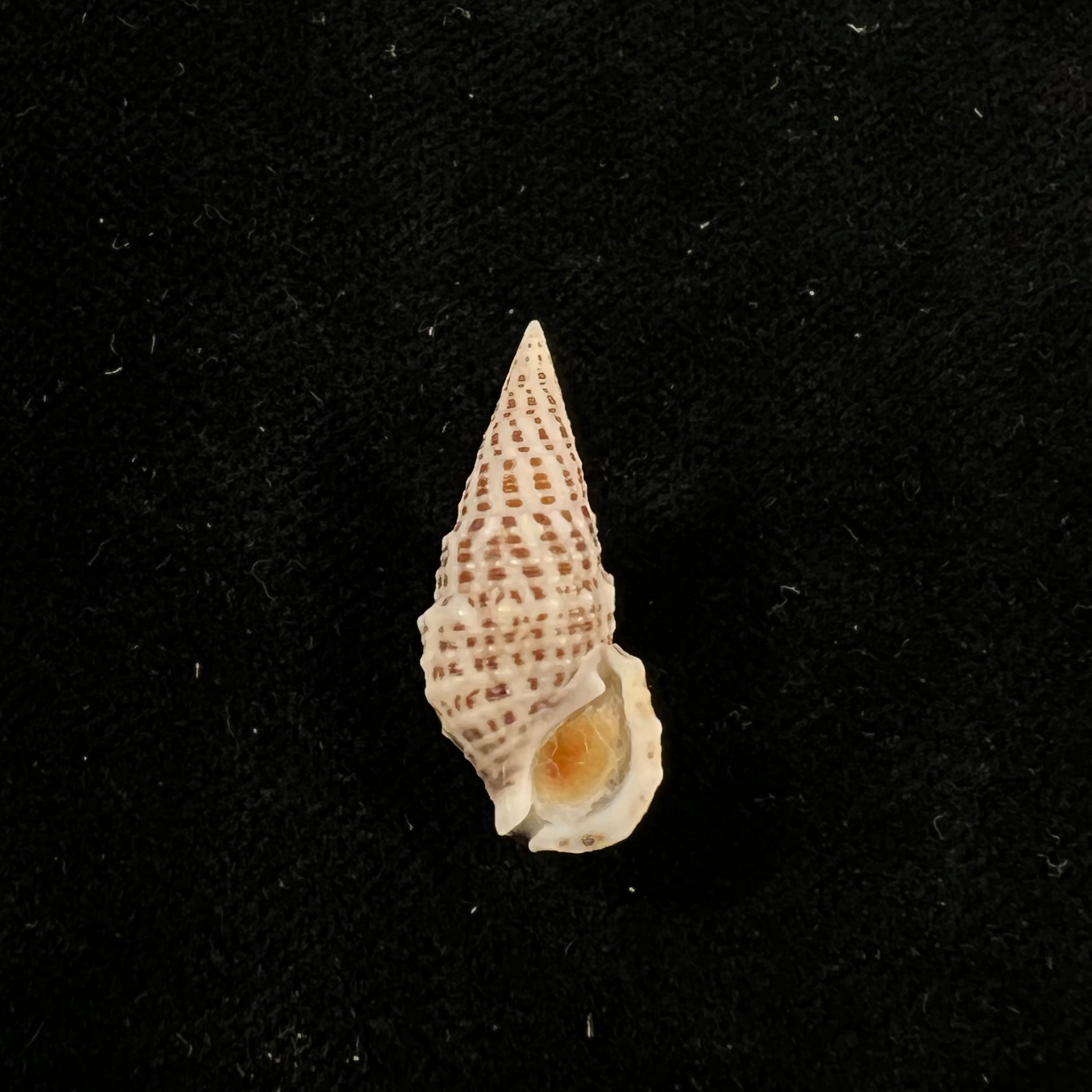Cerithium litteratum (Born, 1778) - 23,2mm