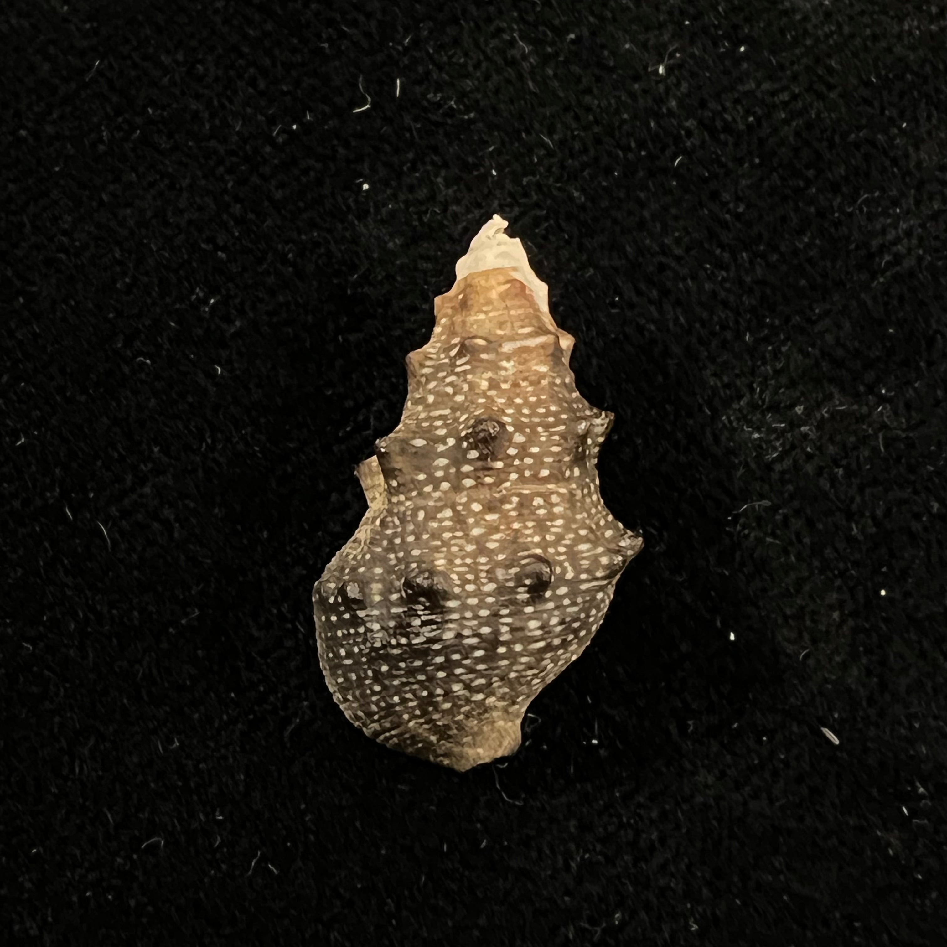 Cerithium stercusmuscarum Valenciennes, 1832 - 24,7mm