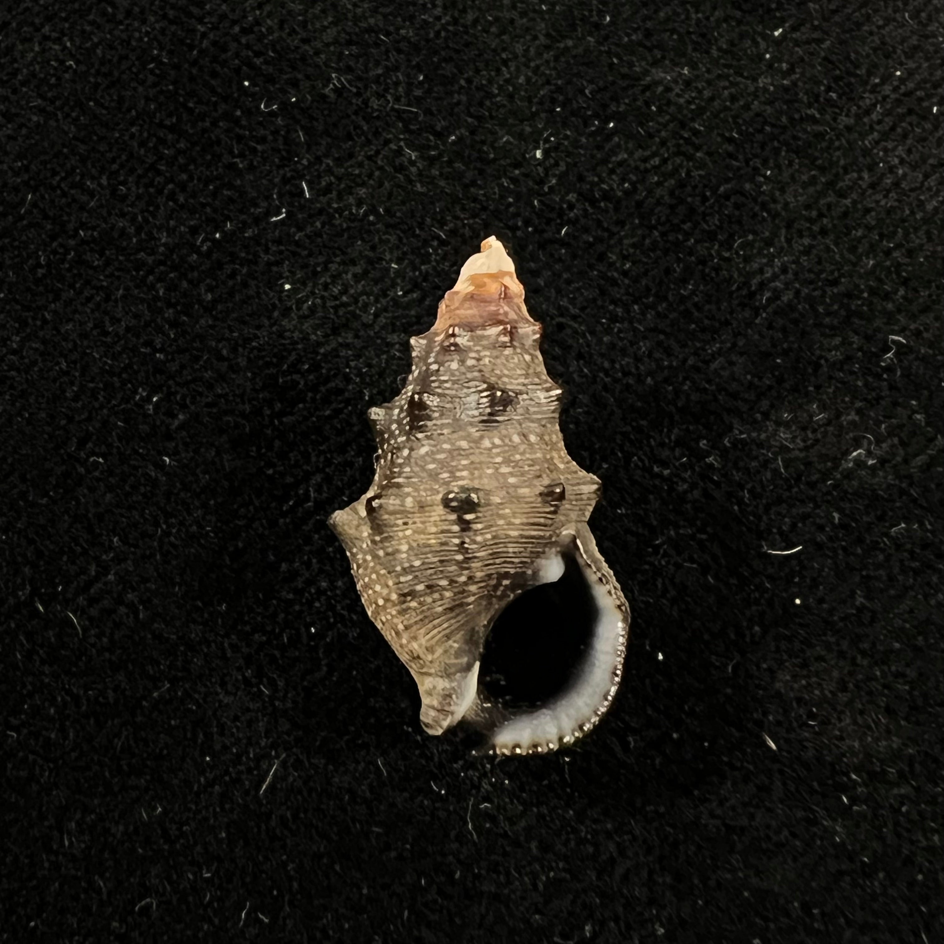 Cerithium stercusmuscarum Valenciennes, 1832 - 24,7mm