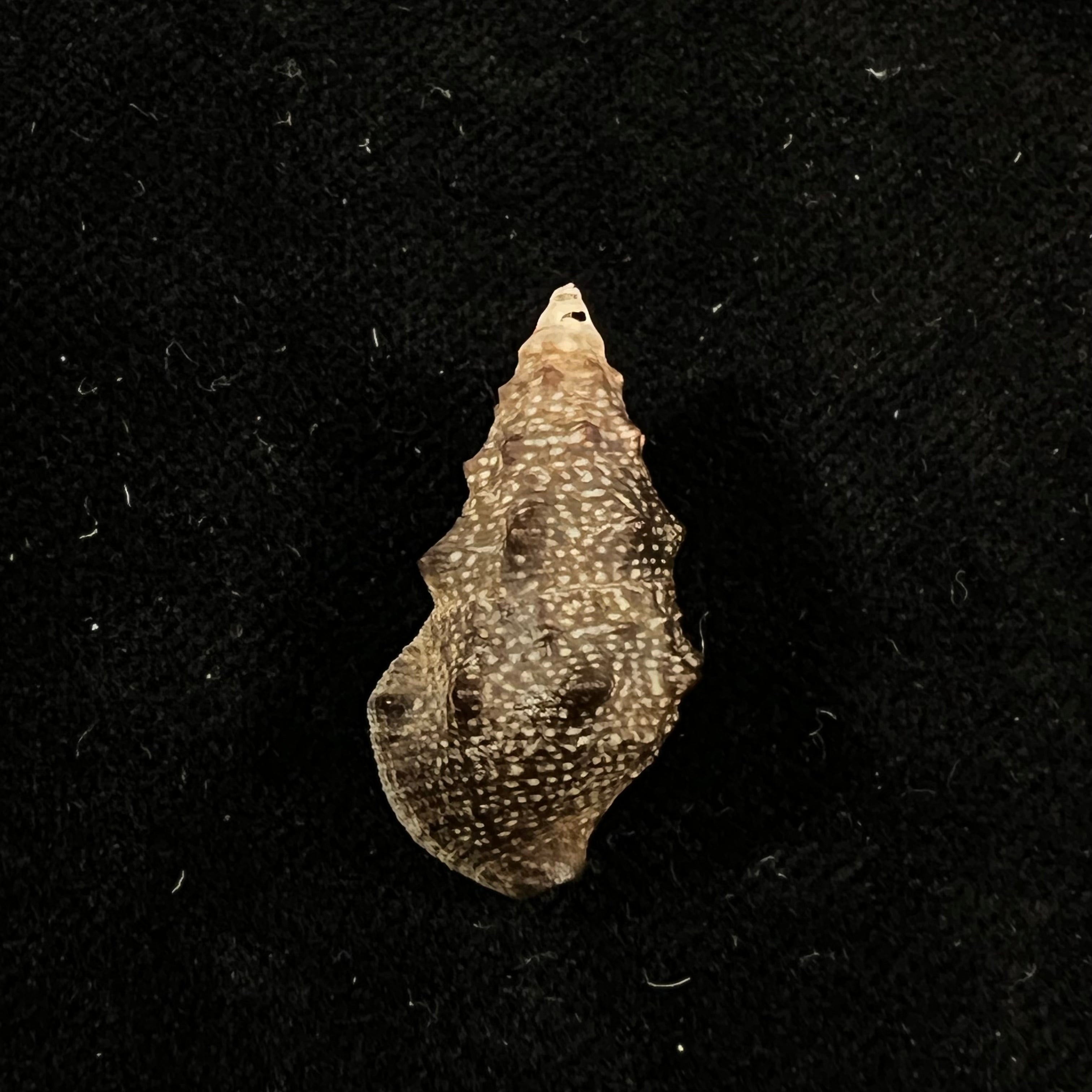Cerithium stercusmuscarum Valenciennes, 1832 - 26,8mm