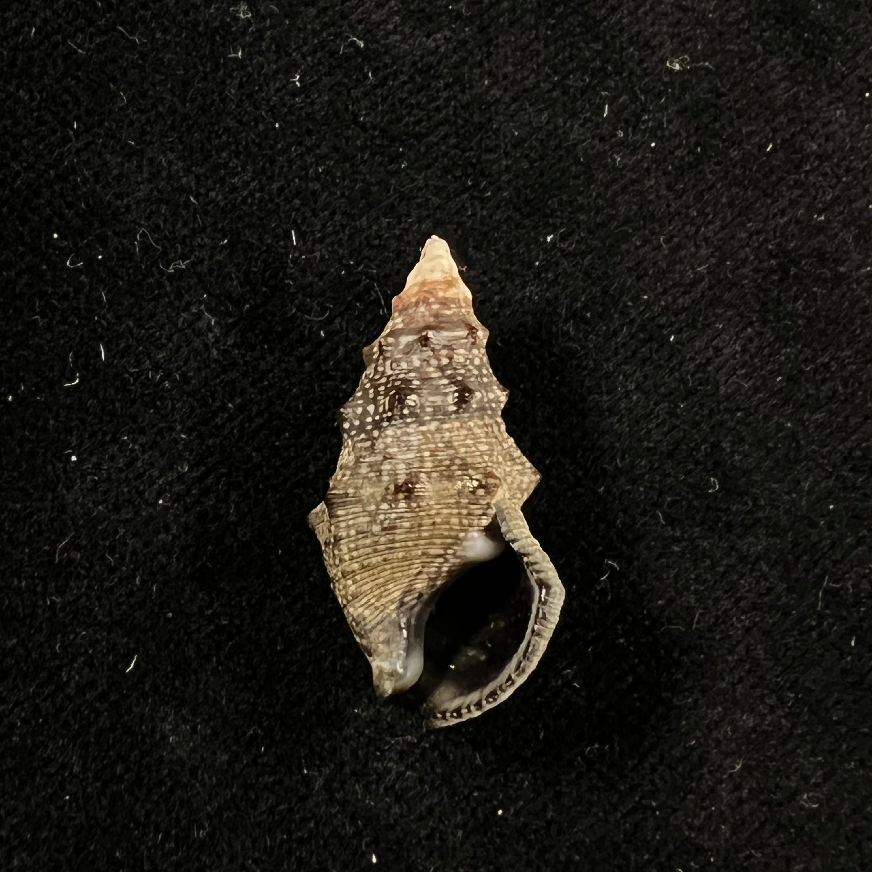 Cerithium stercusmuscarum Valenciennes, 1832 - 26,8mm