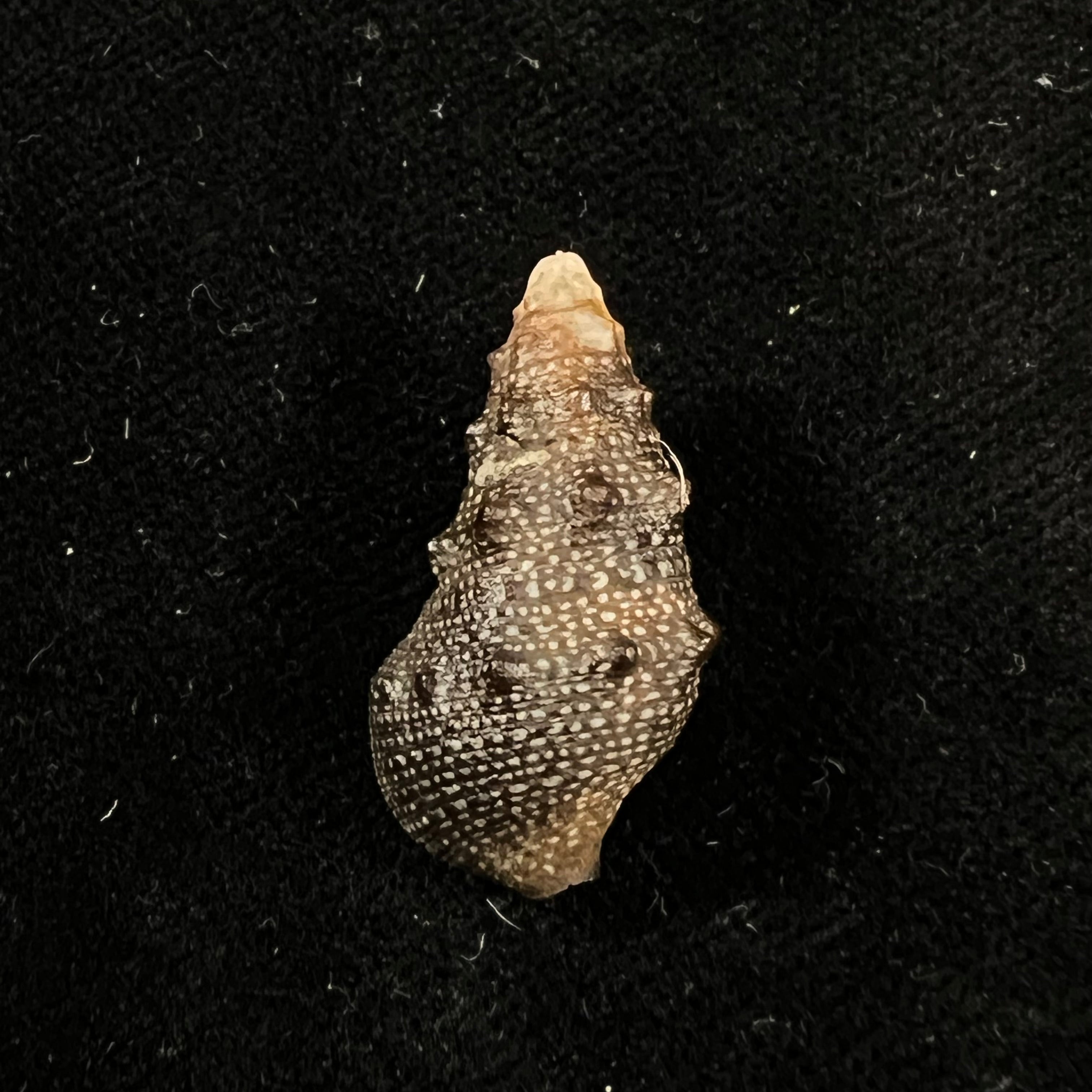 Cerithium stercusmuscarum Valenciennes, 1832 - 26,5mm
