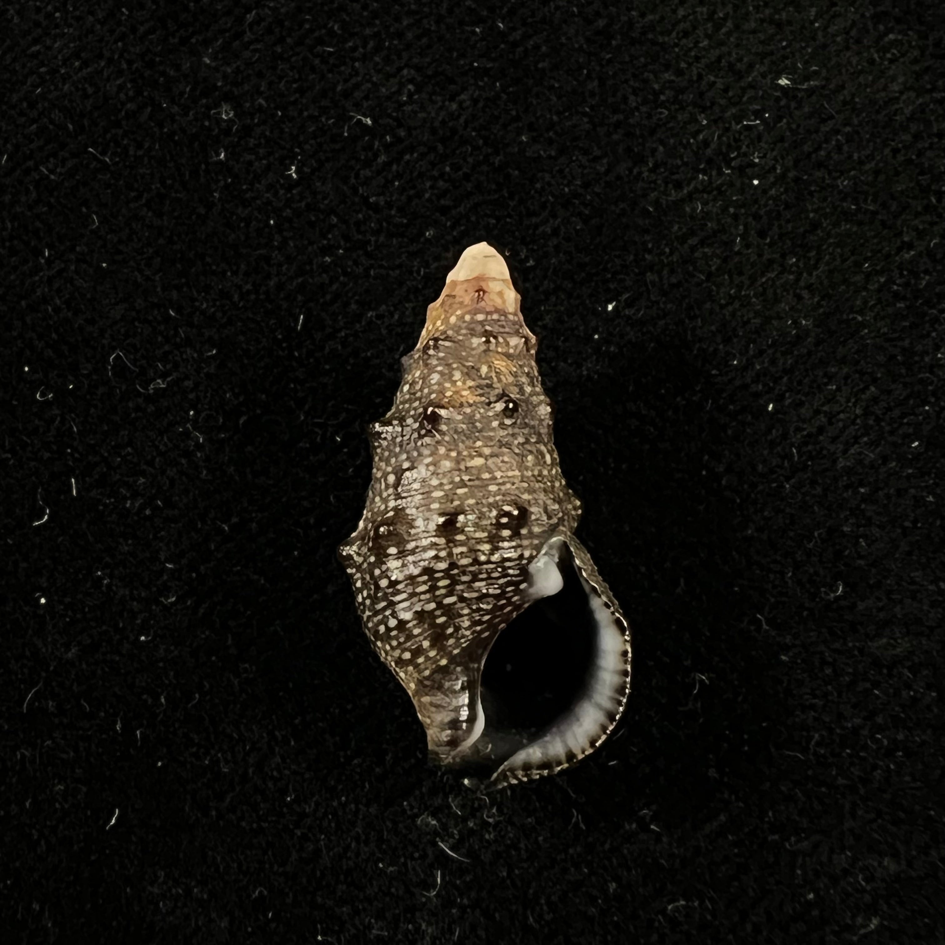 Cerithium stercusmuscarum Valenciennes, 1832 - 26,5mm