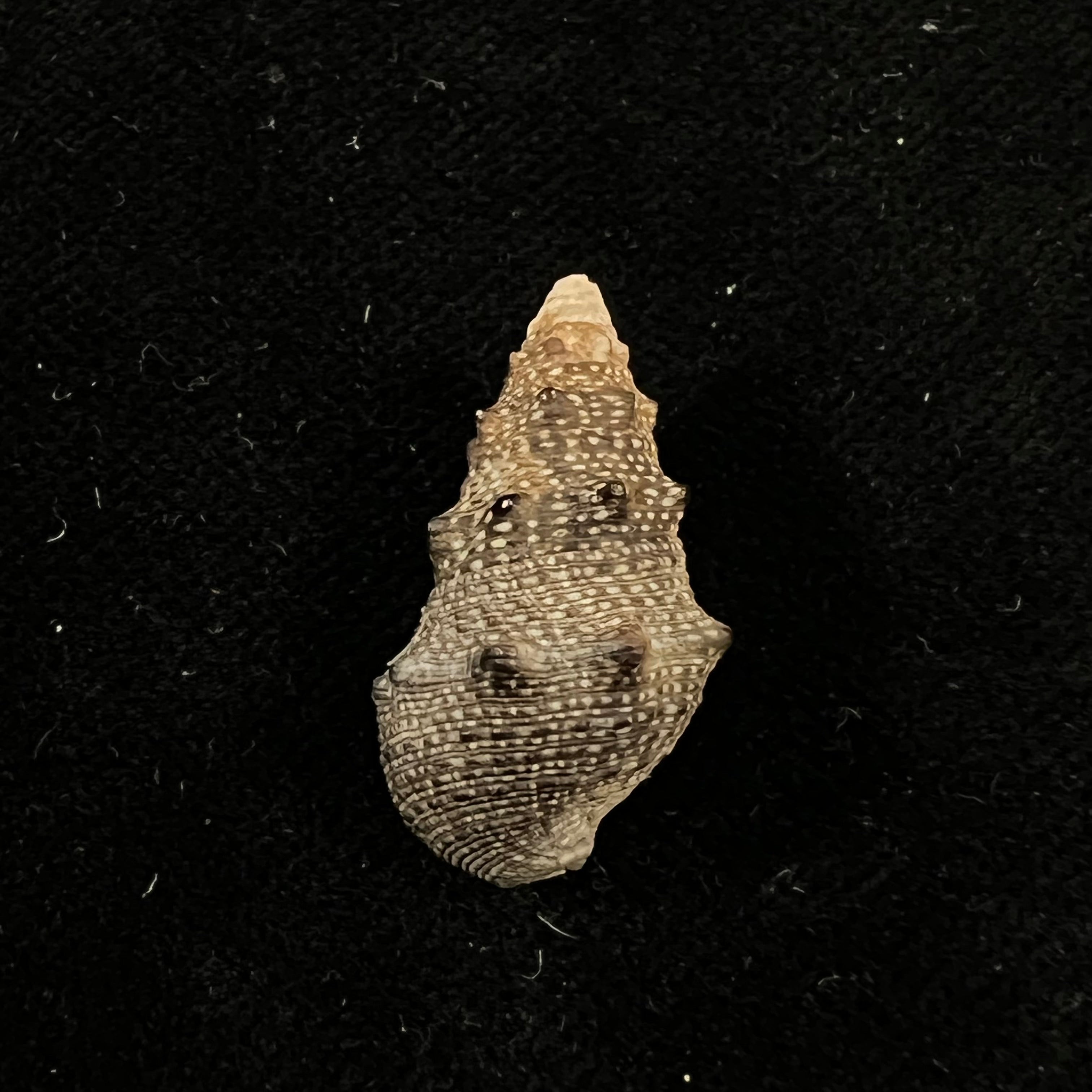 Cerithium stercusmuscarum Valenciennes, 1832 - 25,5mm