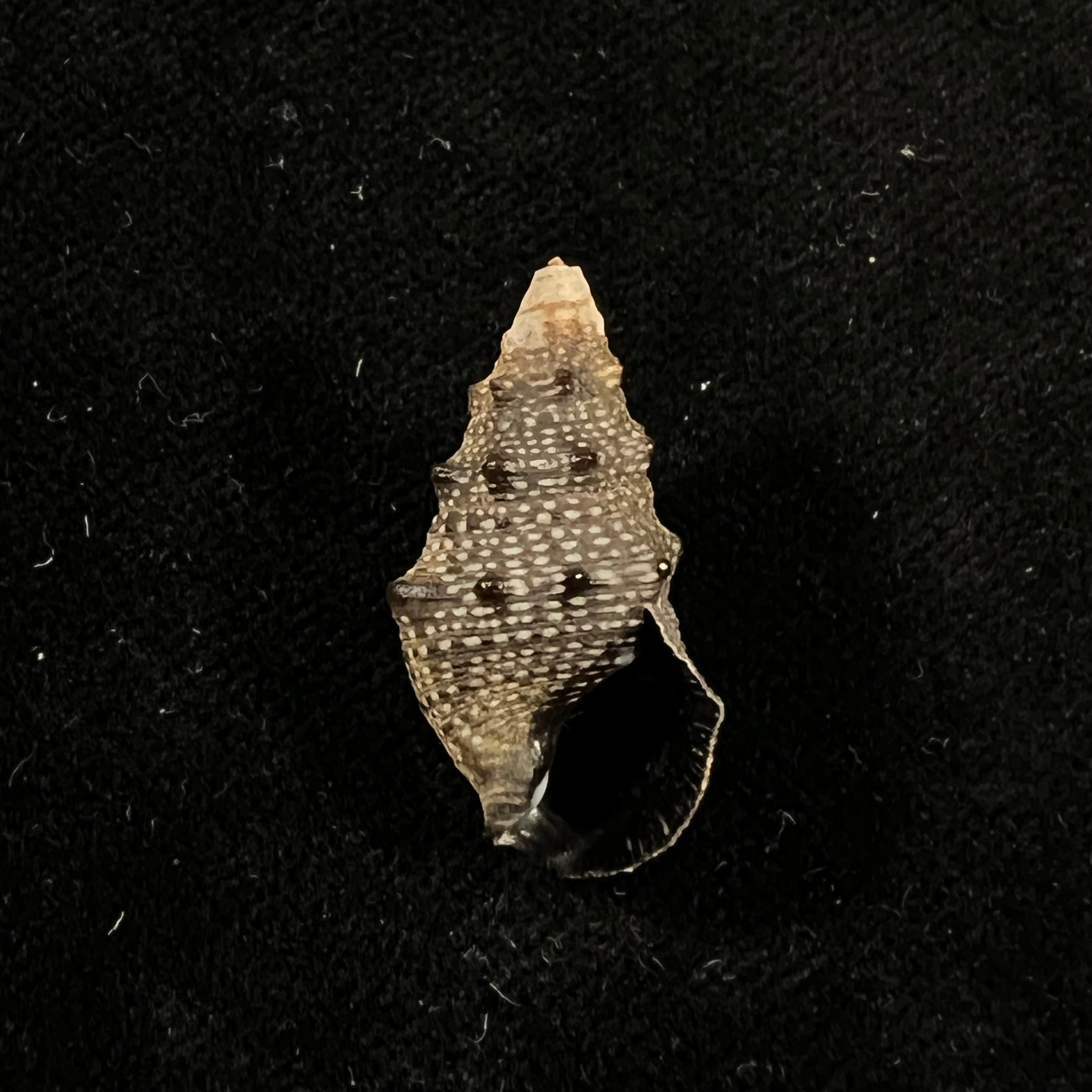 Cerithium stercusmuscarum Valenciennes, 1832 - 25,5mm