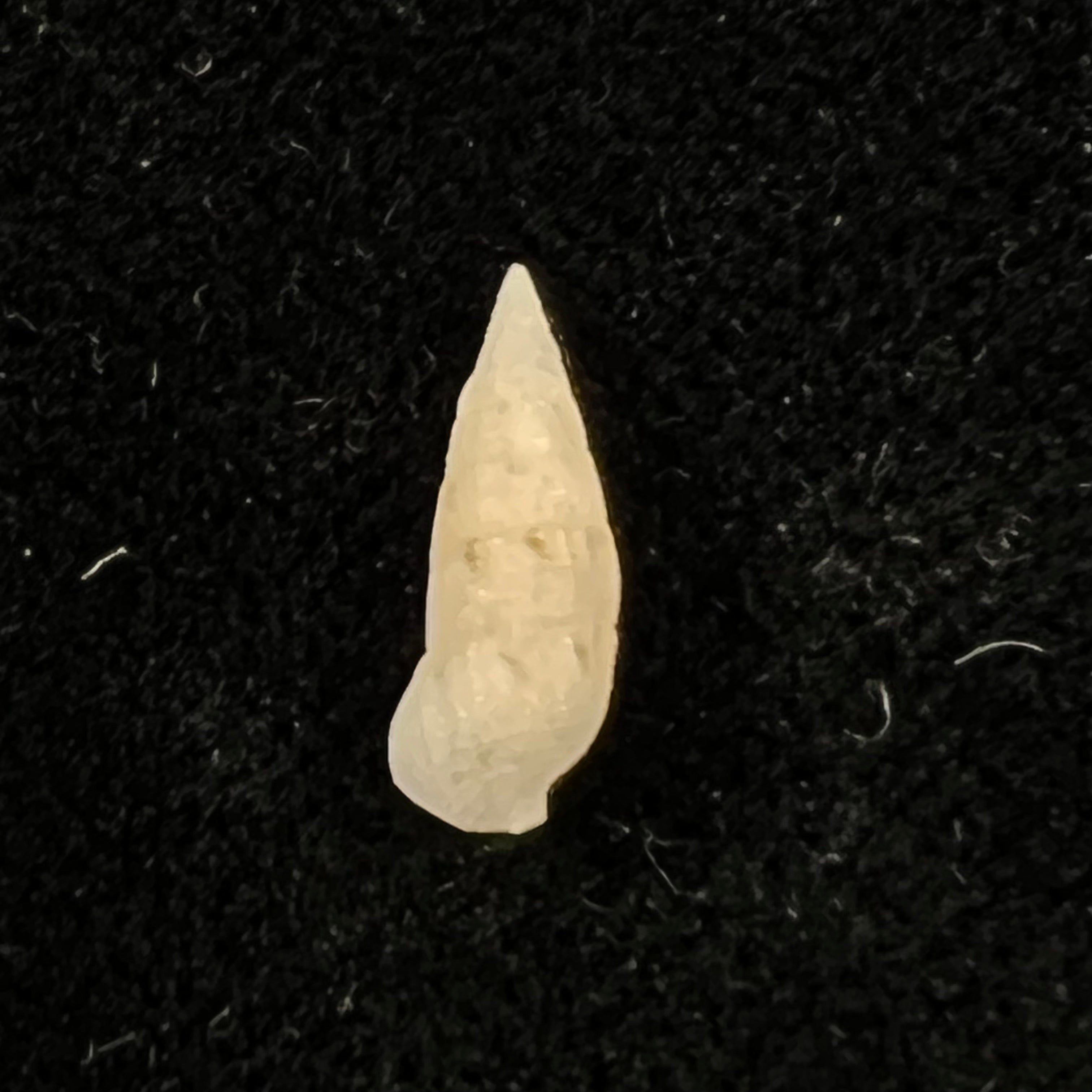 Cerithium nesioticum Pilsbry & Vanatta, 1906 - 11,7mm