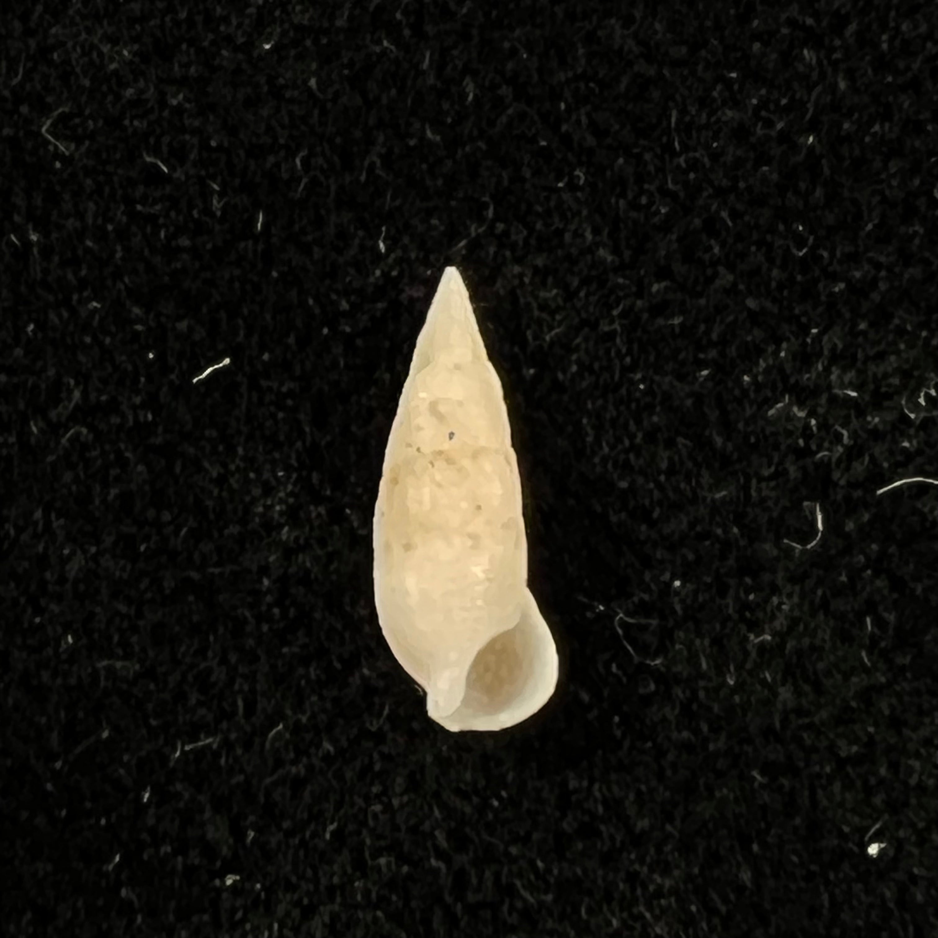 Cerithium nesioticum Pilsbry & Vanatta, 1906 - 11,7mm