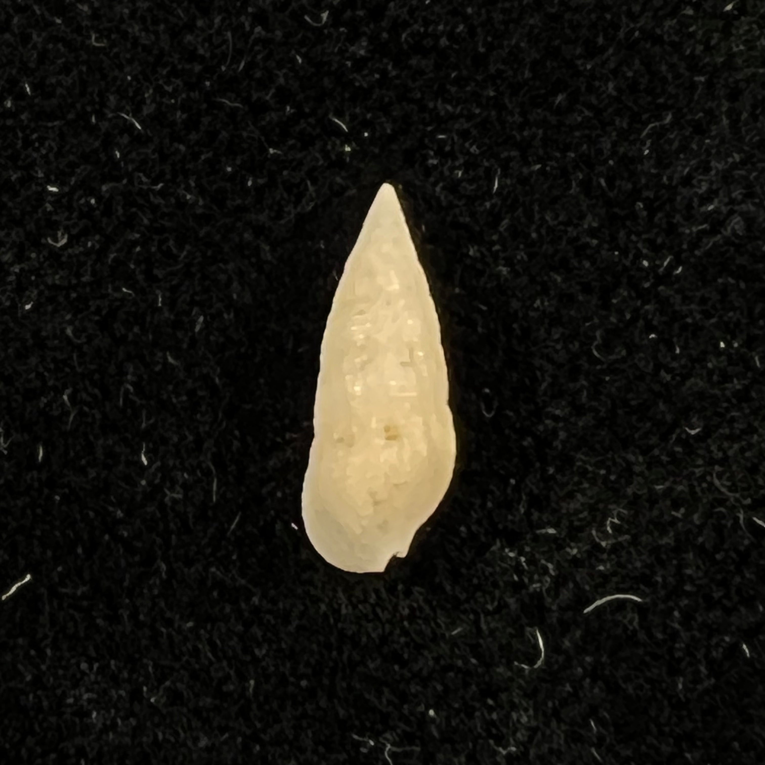 Cerithium nesioticum Pilsbry & Vanatta, 1906 - 12mm