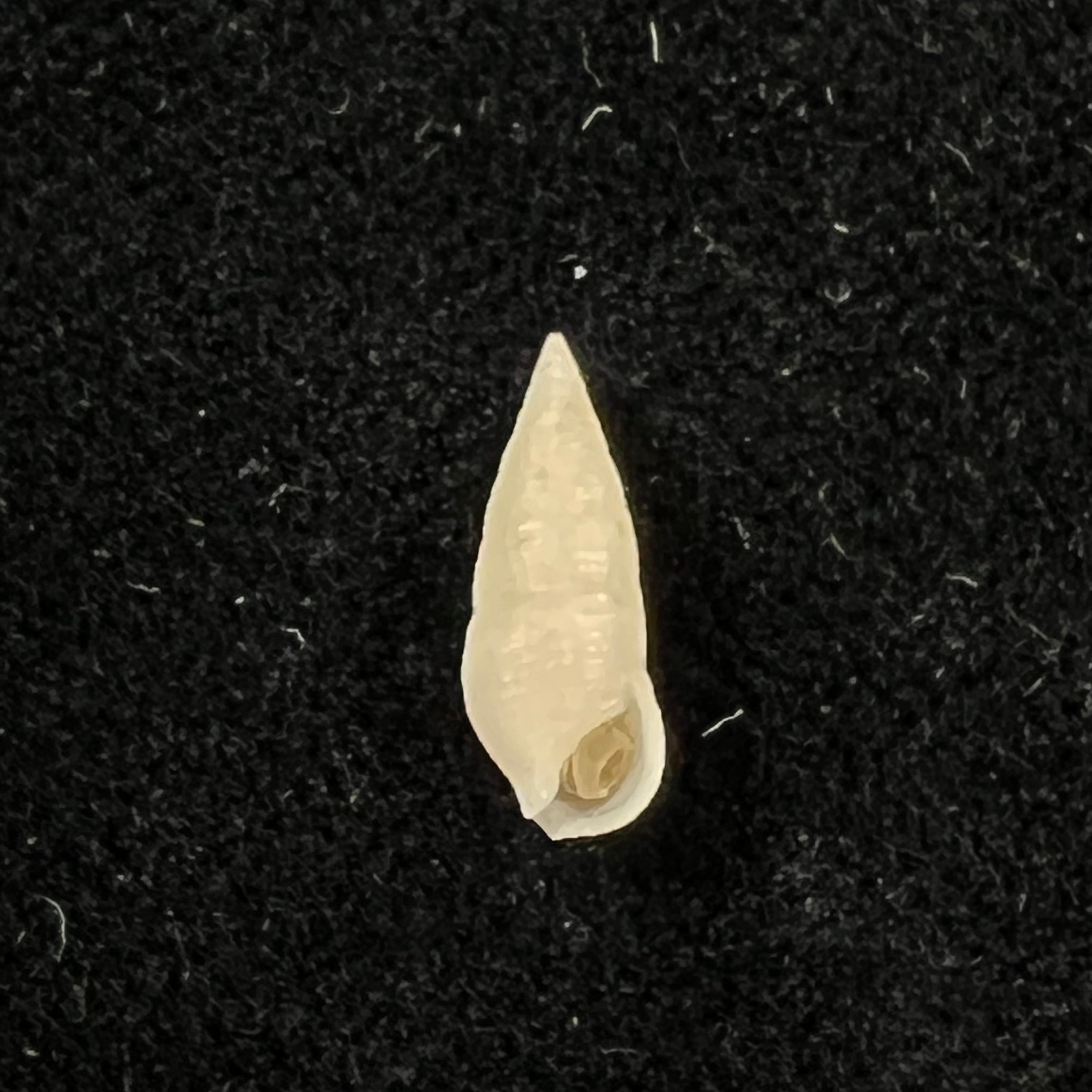 Cerithium nesioticum Pilsbry & Vanatta, 1906 - 12mm