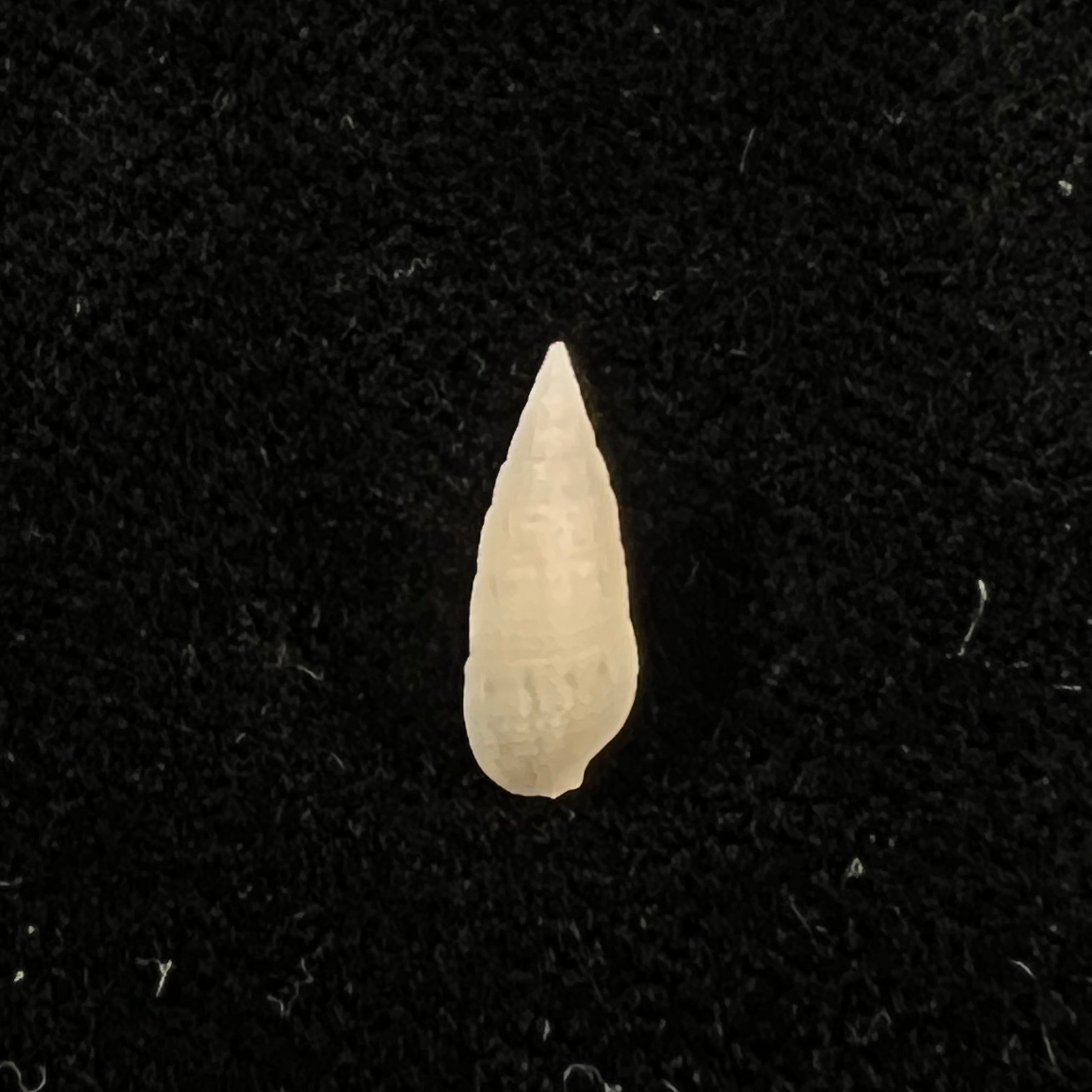 Cerithium nesioticum Pilsbry & Vanatta, 1906 - 11,3mm