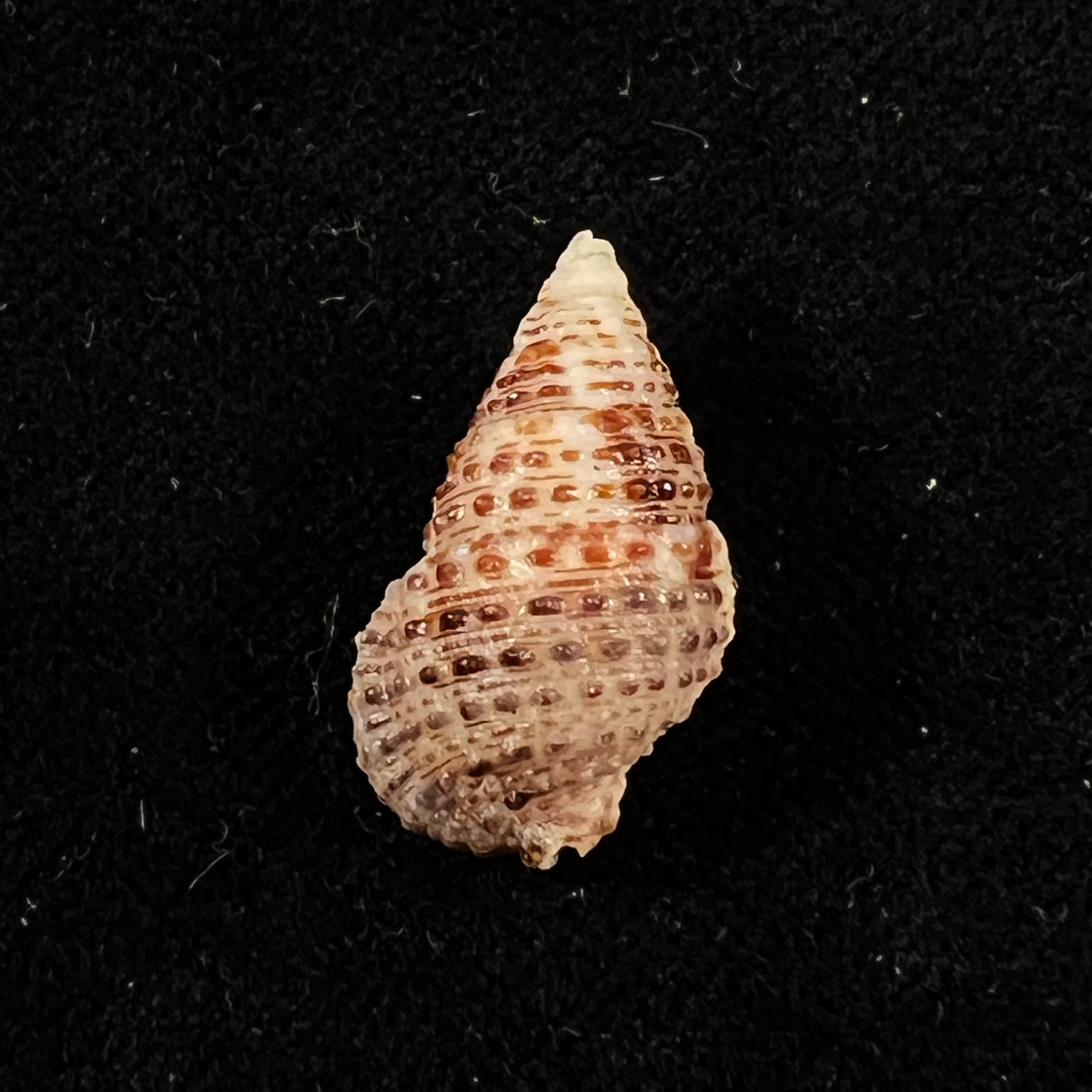 Cerithium tuberculatum (Linnaeus, 1767) - 22,5mm