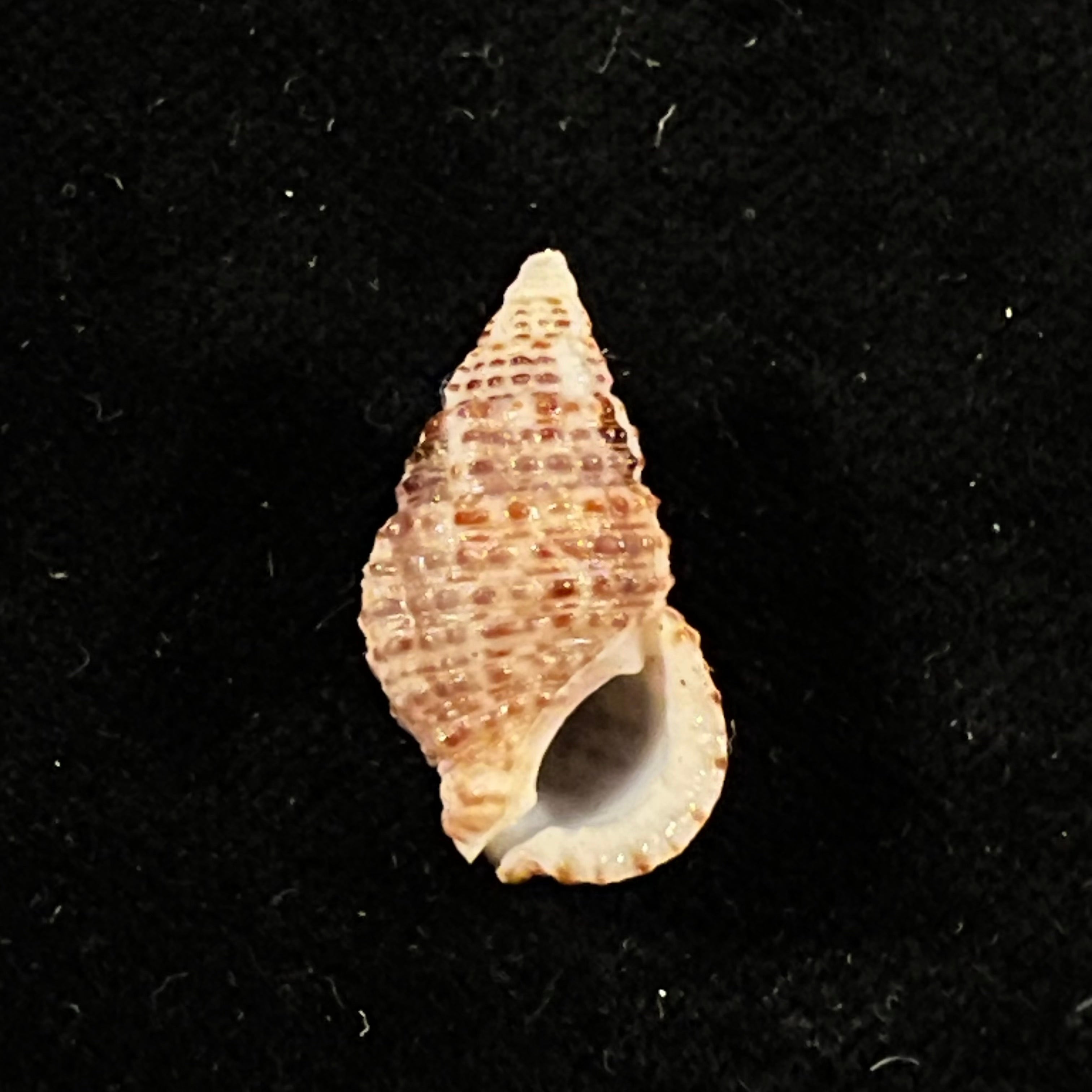 Cerithium tuberculatum (Linnaeus, 1767) - 22,5mm