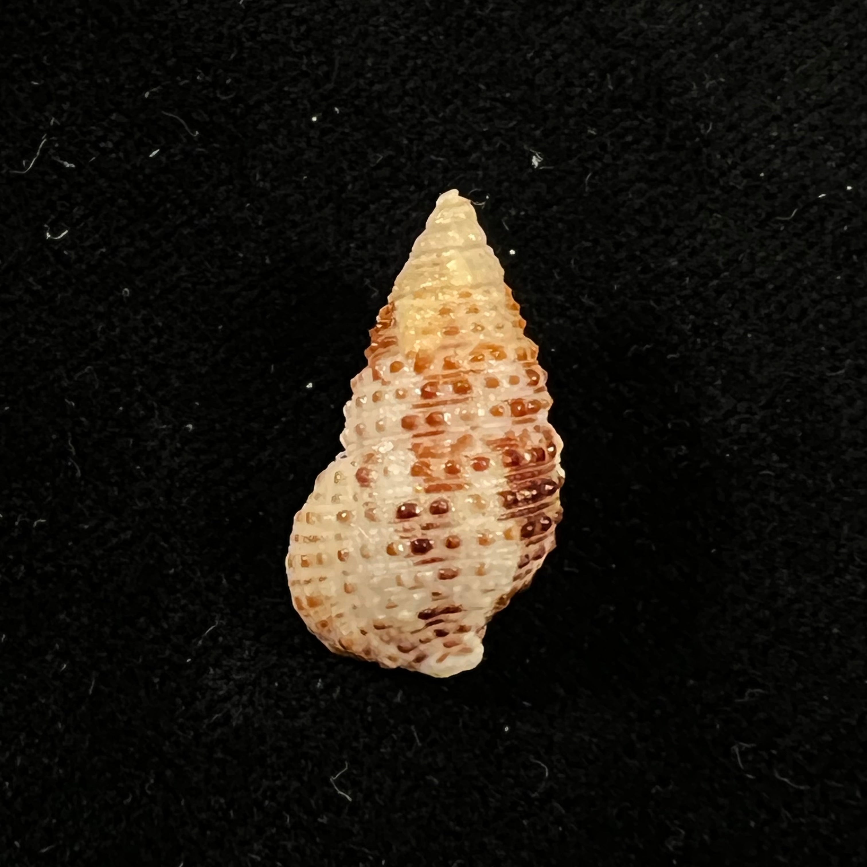 Cerithium tuberculatum (Linnaeus, 1767) - 23mm
