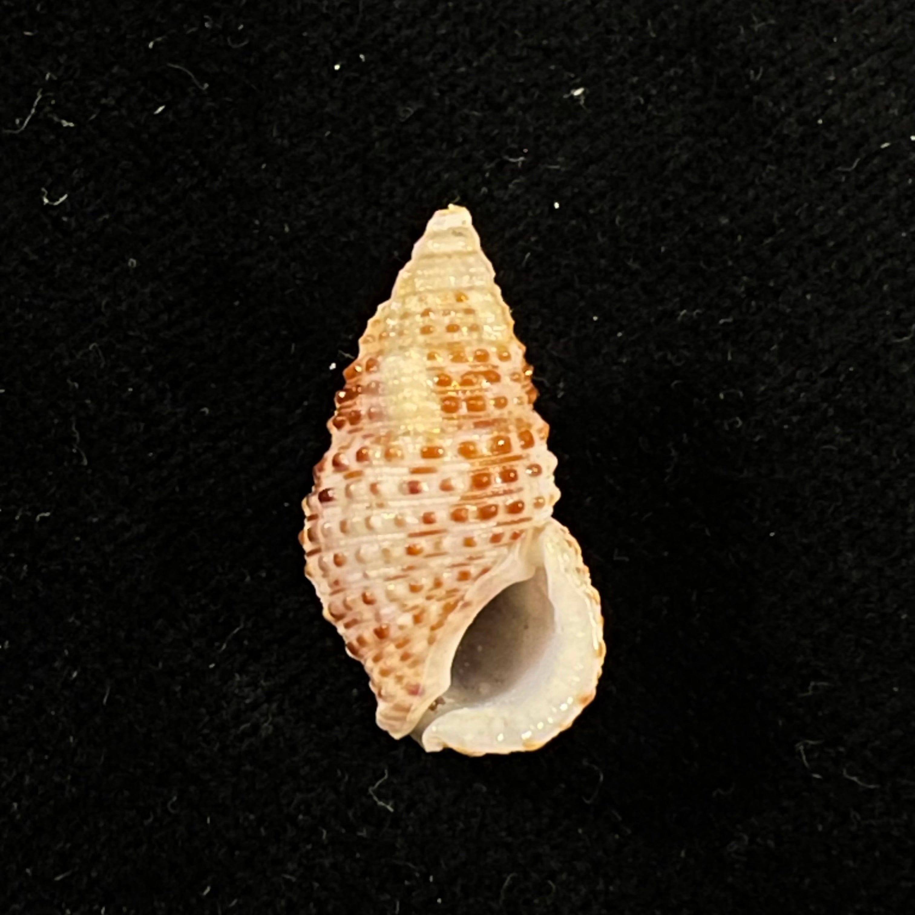 Cerithium tuberculatum (Linnaeus, 1767) - 23mm