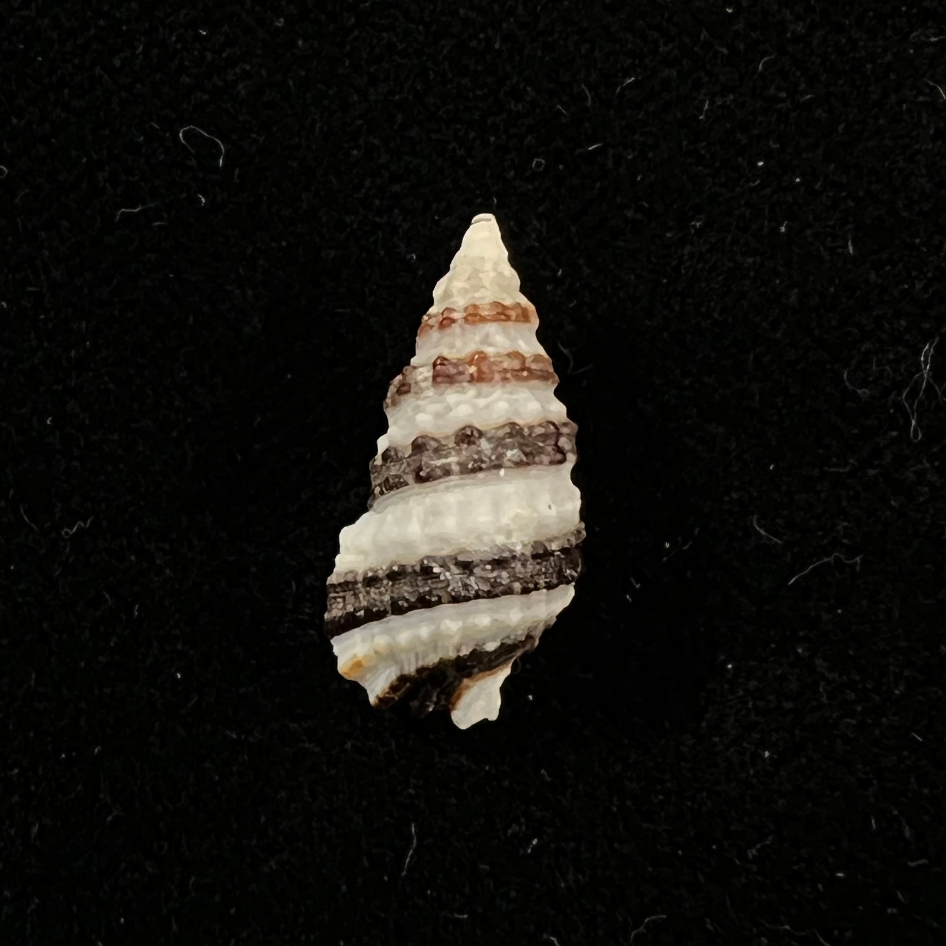 Cerithium zonatum (W. Wood, 1828) - 19,3mm