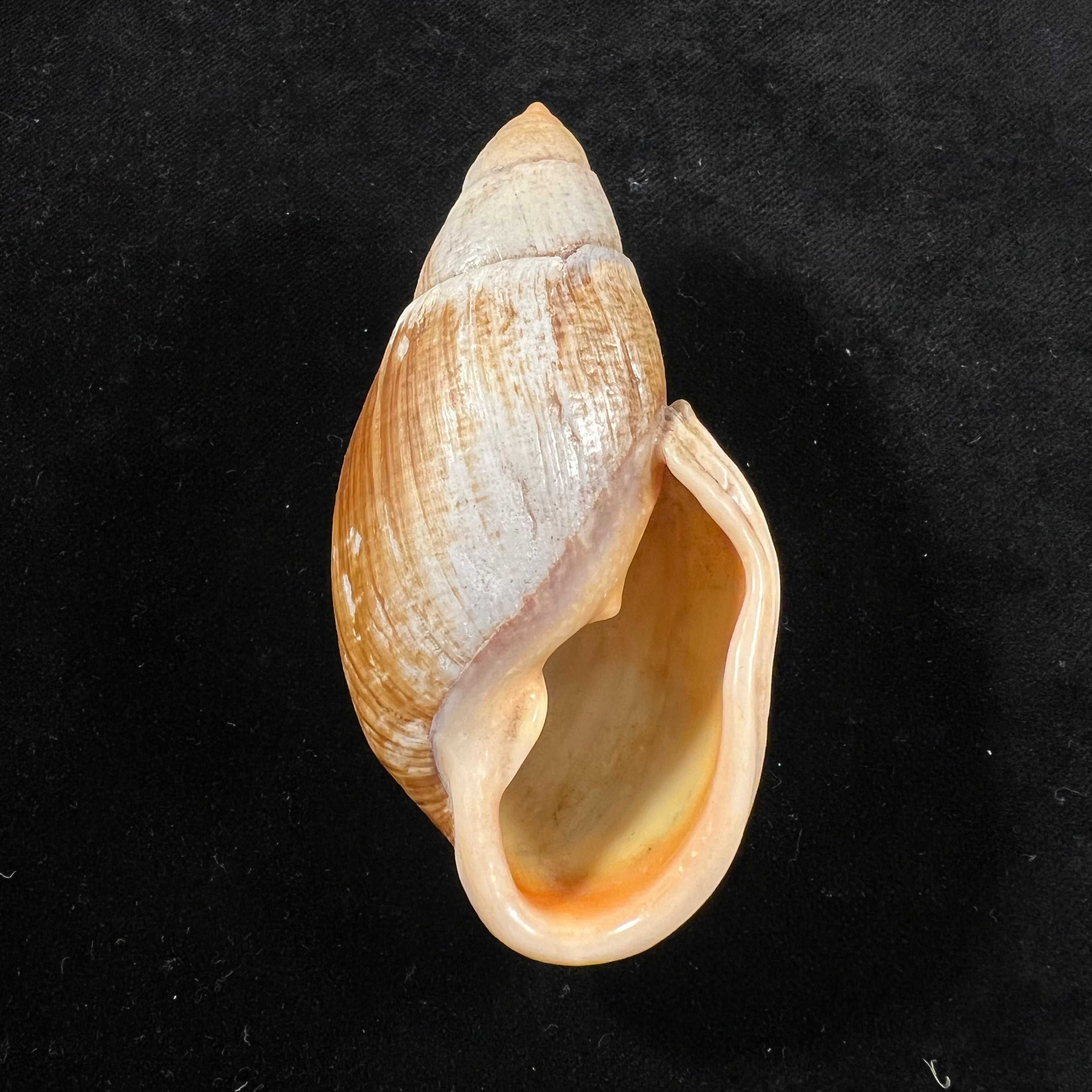 Placostylus fibratus (Martyn, 1784) - 94,1mm