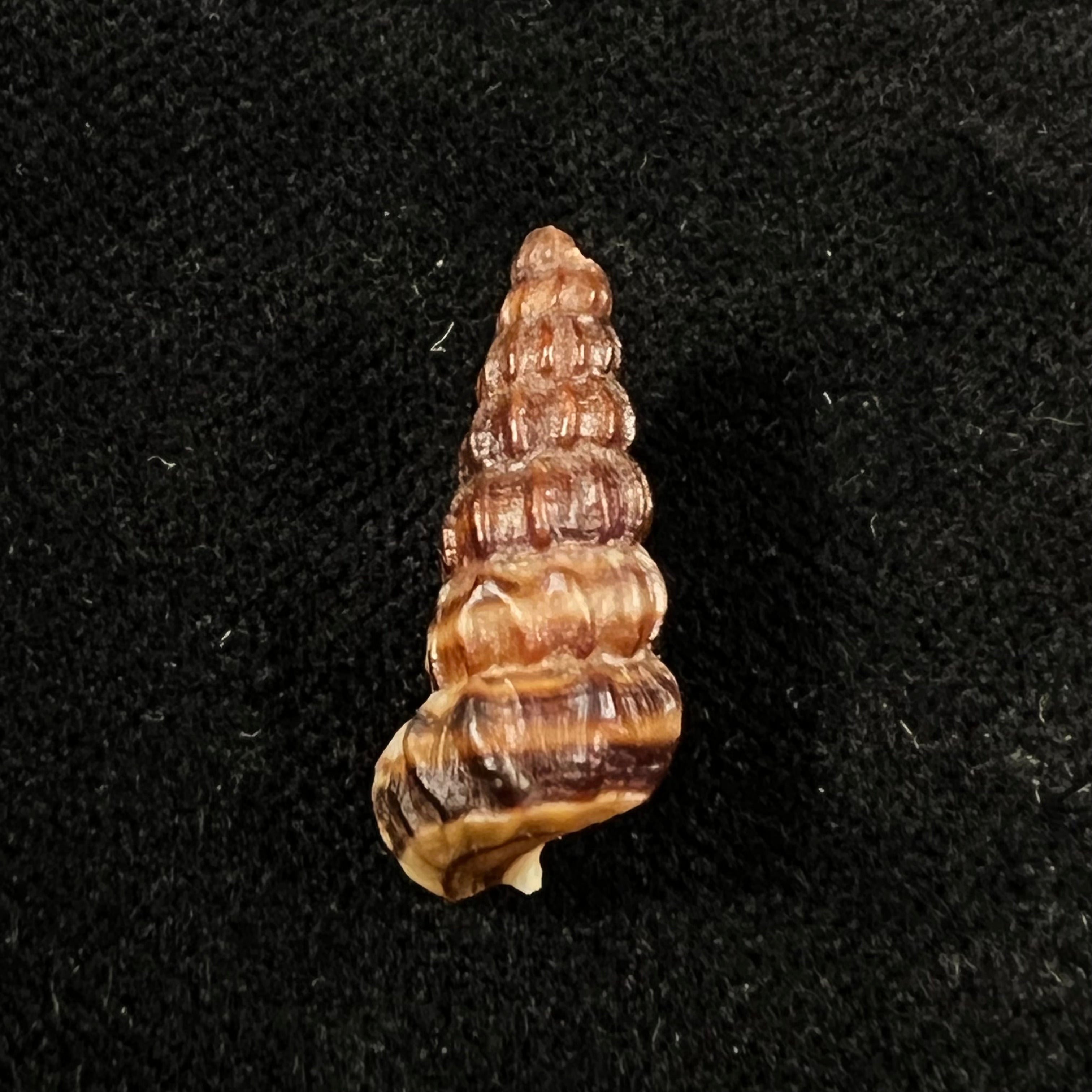 Cerithidea balteata A. Adams, 1855 - 21,8mm