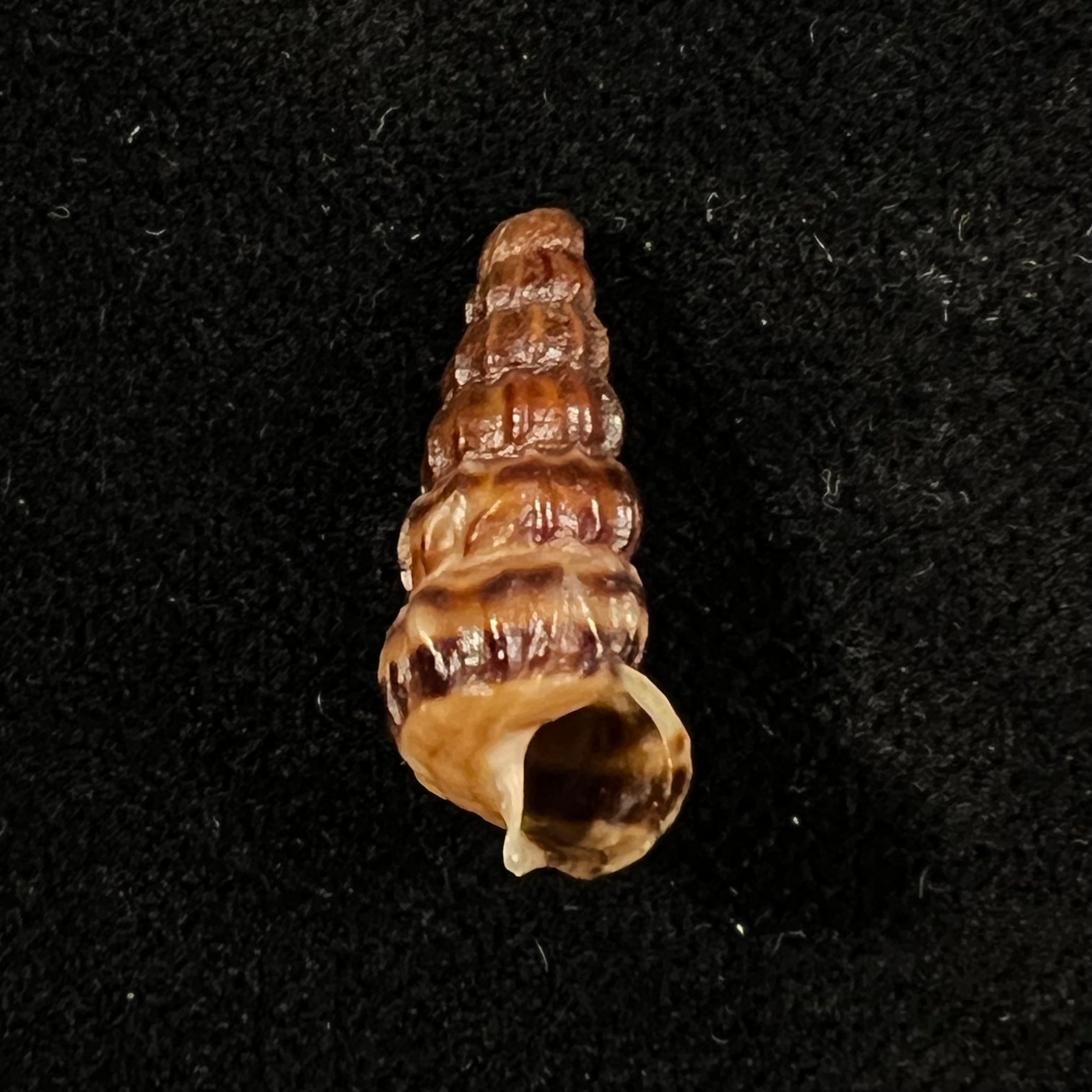 Cerithidea balteata A. Adams, 1855 - 21,8mm