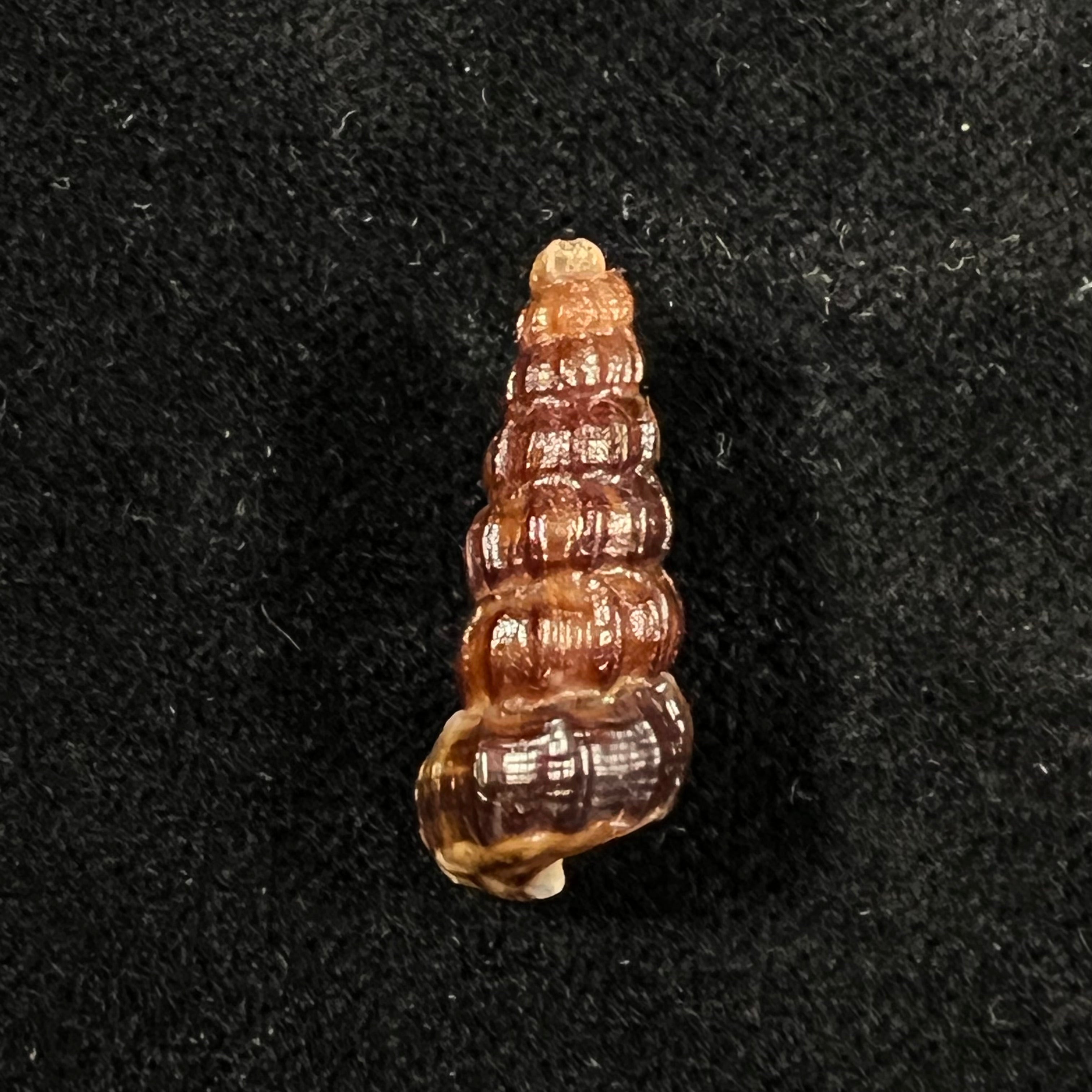 Cerithidea balteata A. Adams, 1855 - 22,6mm