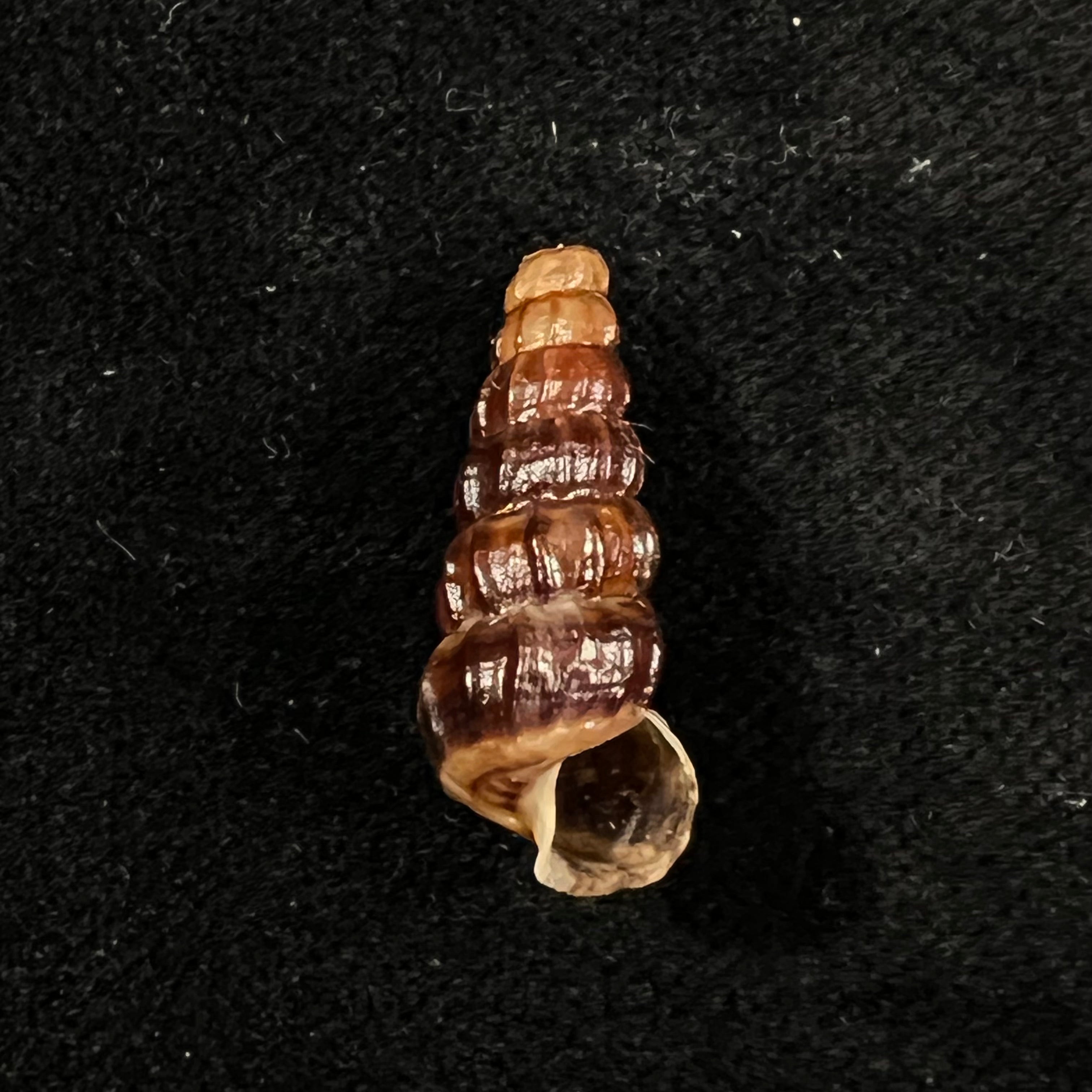 Cerithidea balteata A. Adams, 1855 - 22,6mm