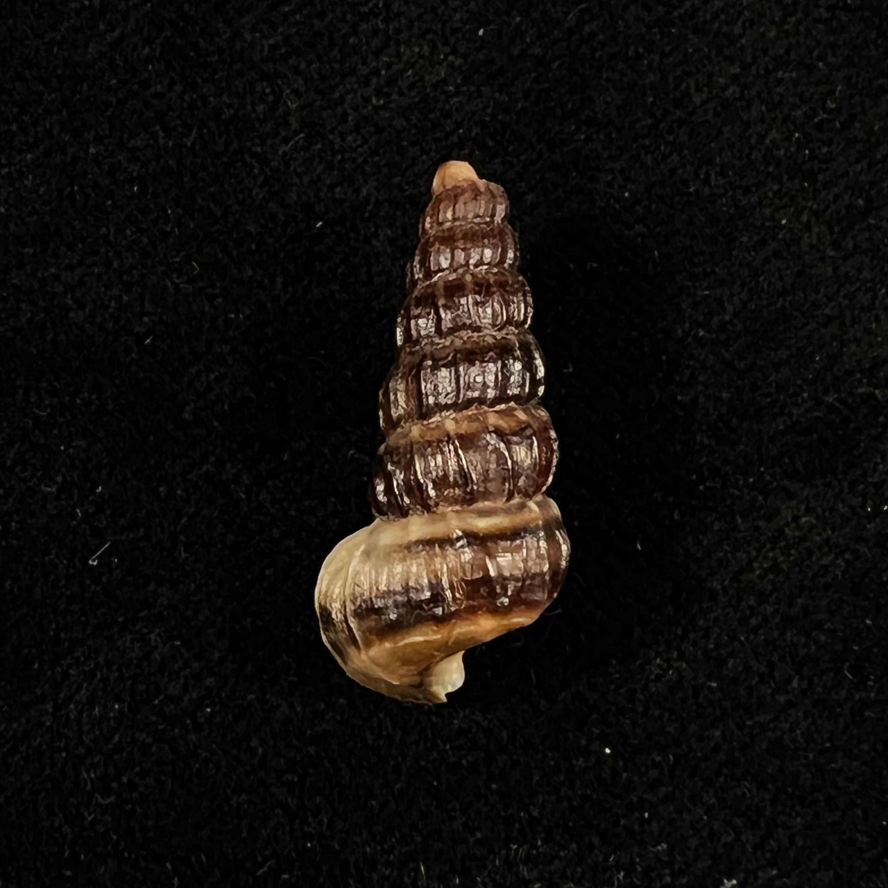 Cerithidea balteata A. Adams, 1855 - 25,3mm