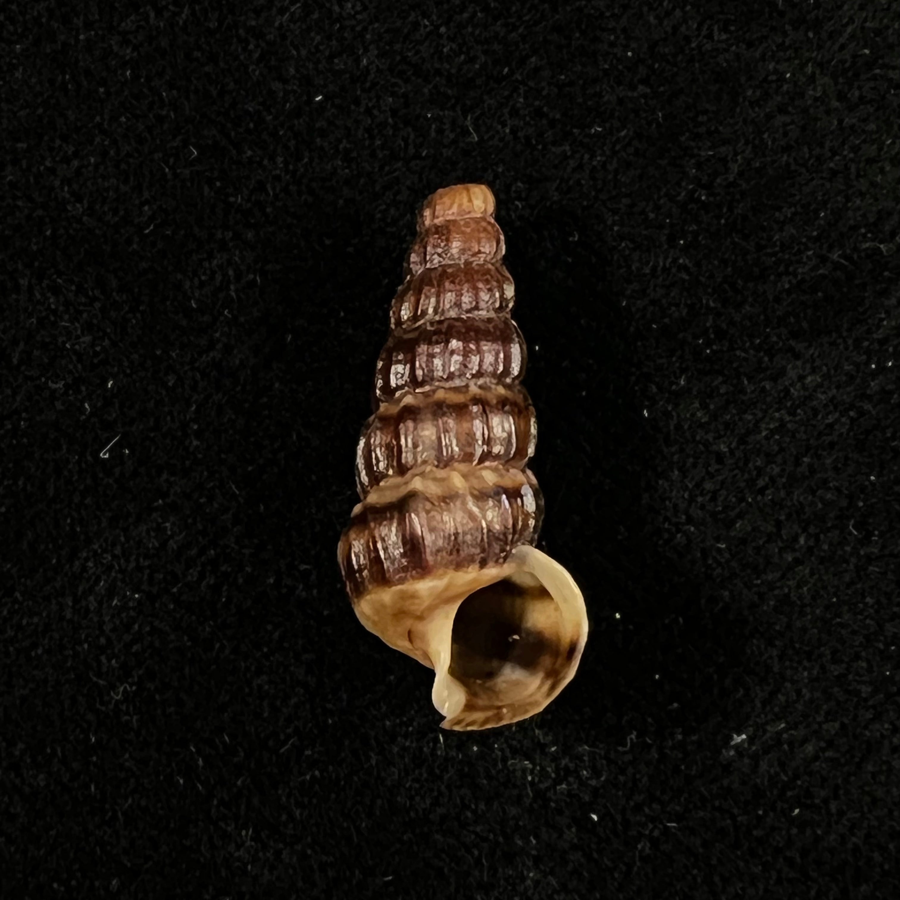 Cerithidea balteata A. Adams, 1855 - 25,3mm