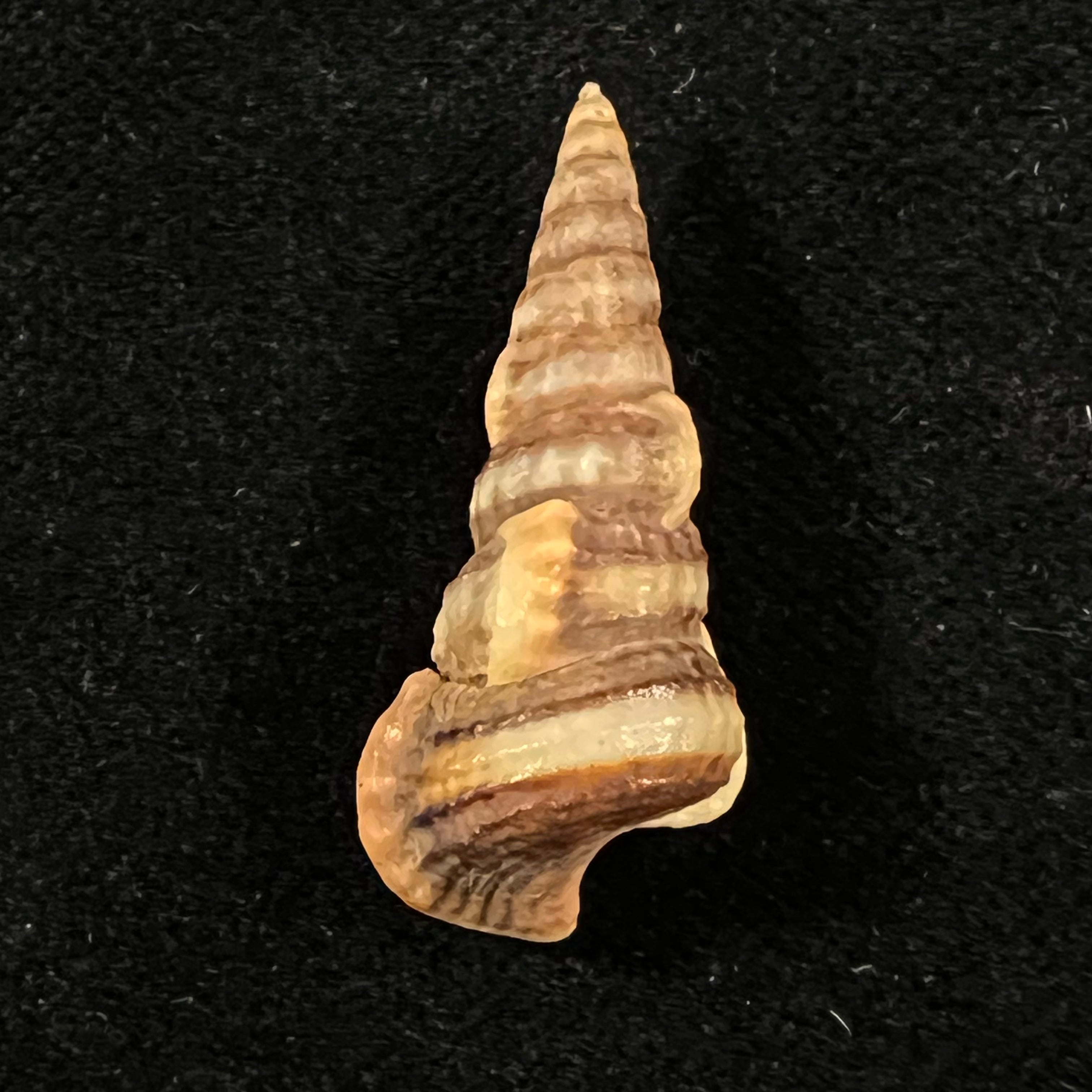 Cerithidea valida (C. B. Adams, 1852) - 33,1mm