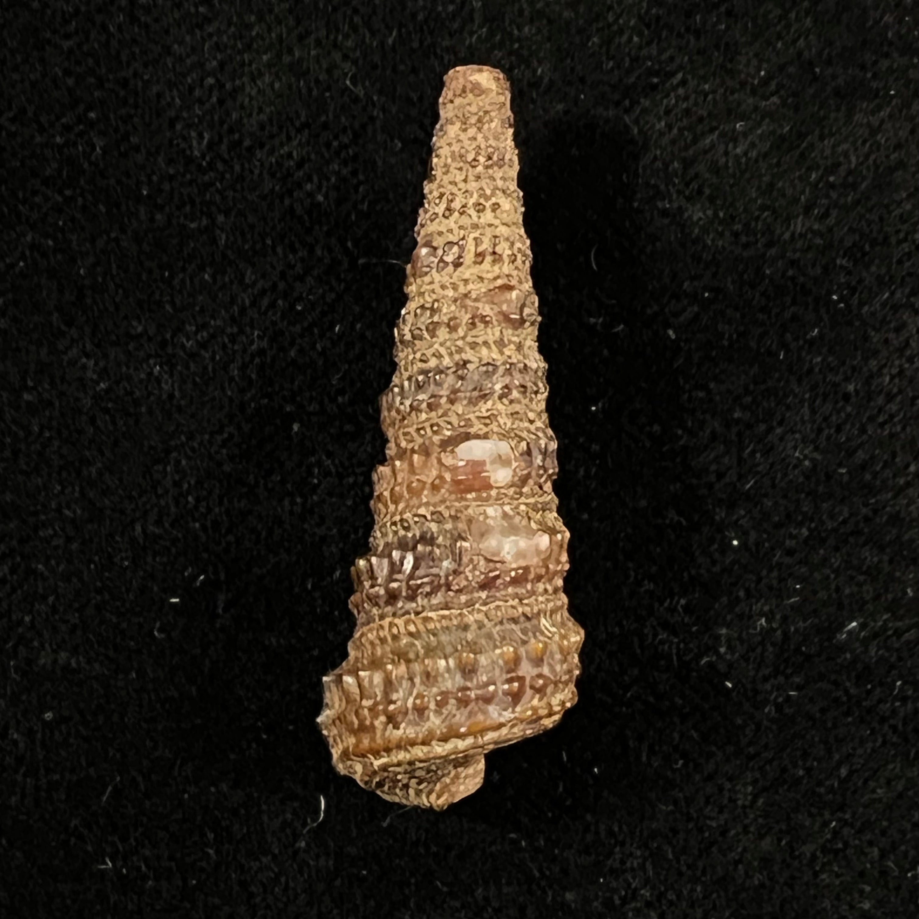 Tympanotonus fuscatus radula (Linnaeus, 1758) - 40,8mm