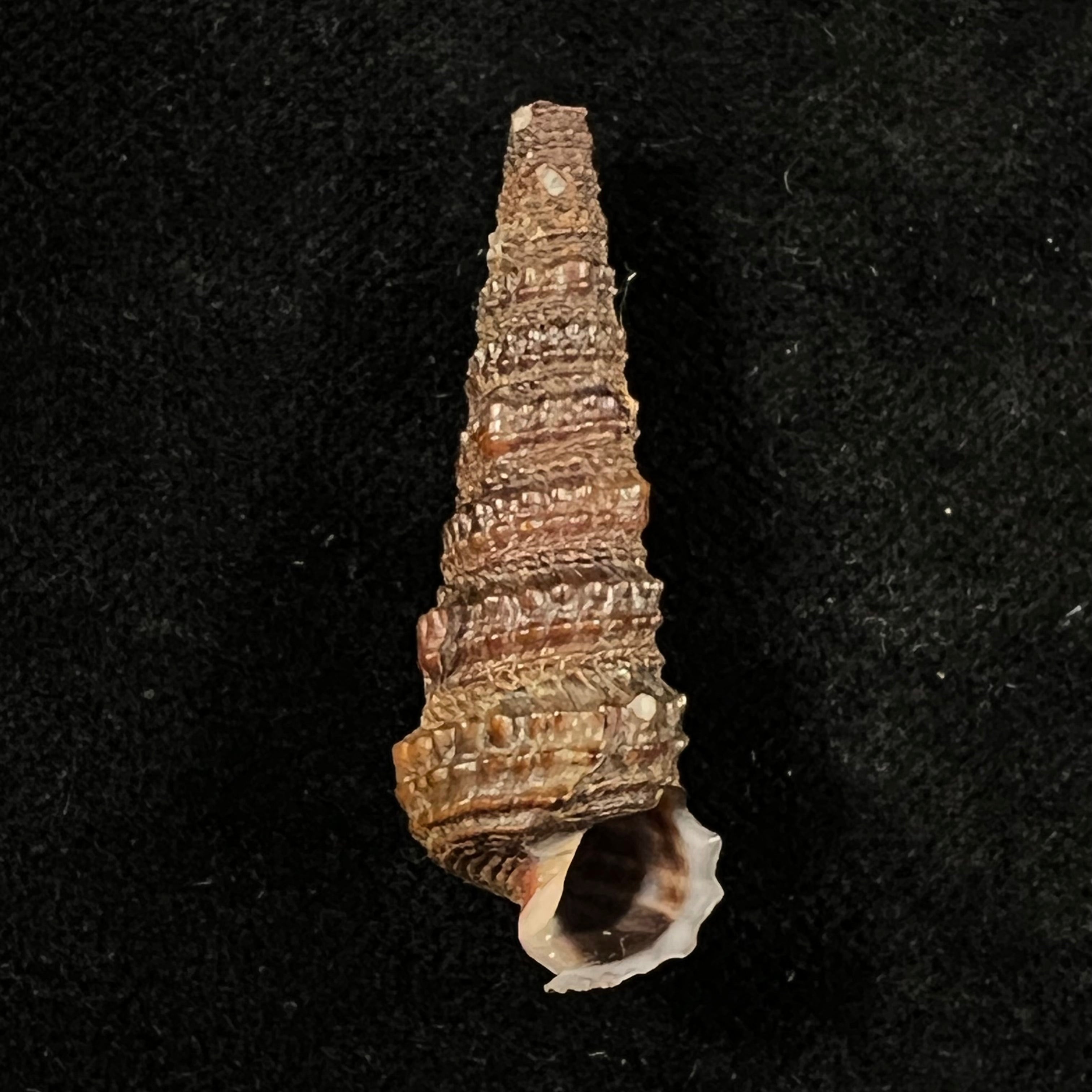 Tympanotonus fuscatus radula (Linnaeus, 1758) - 40,8mm