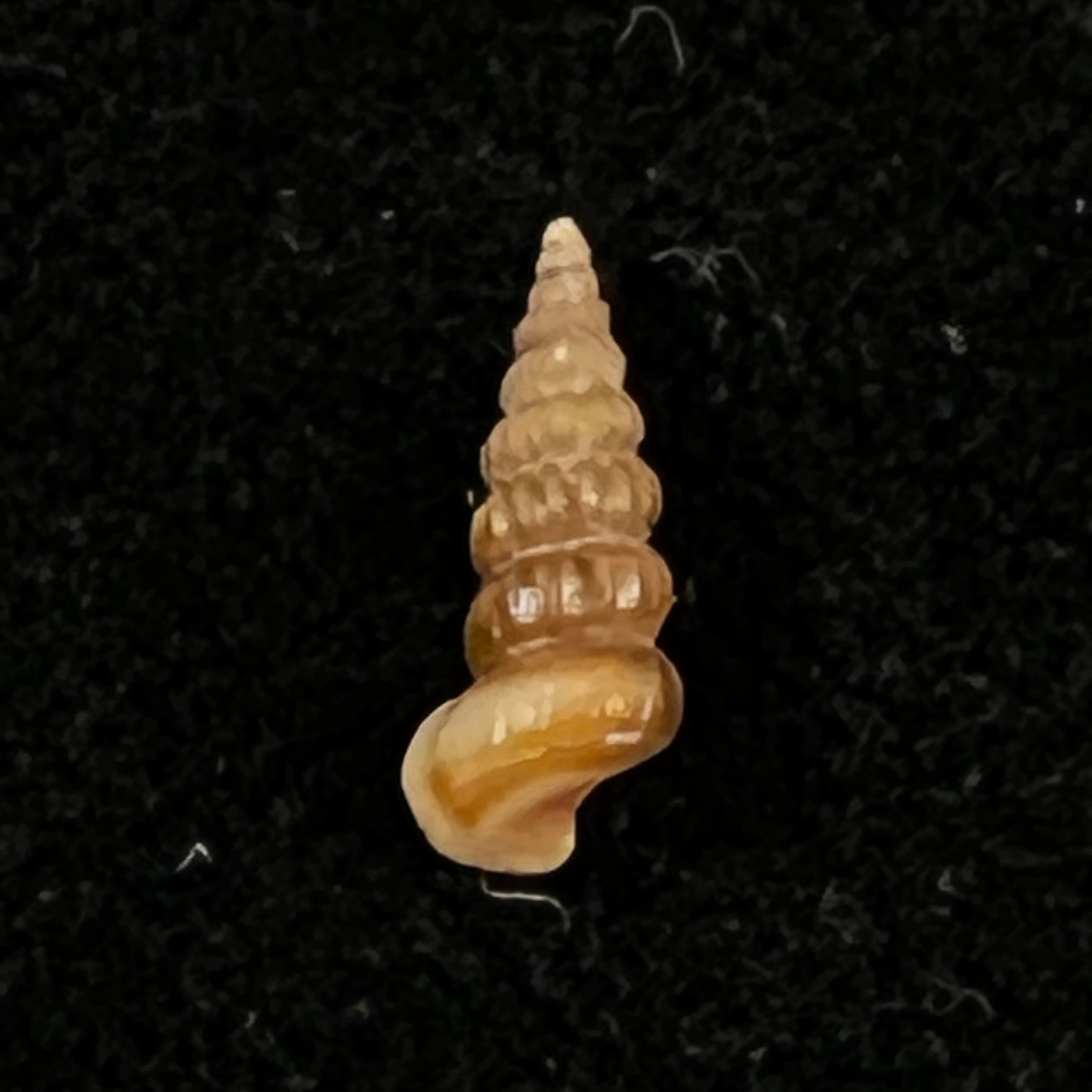Cerithidea turrita Stearns, 1872 - 10,6mm
