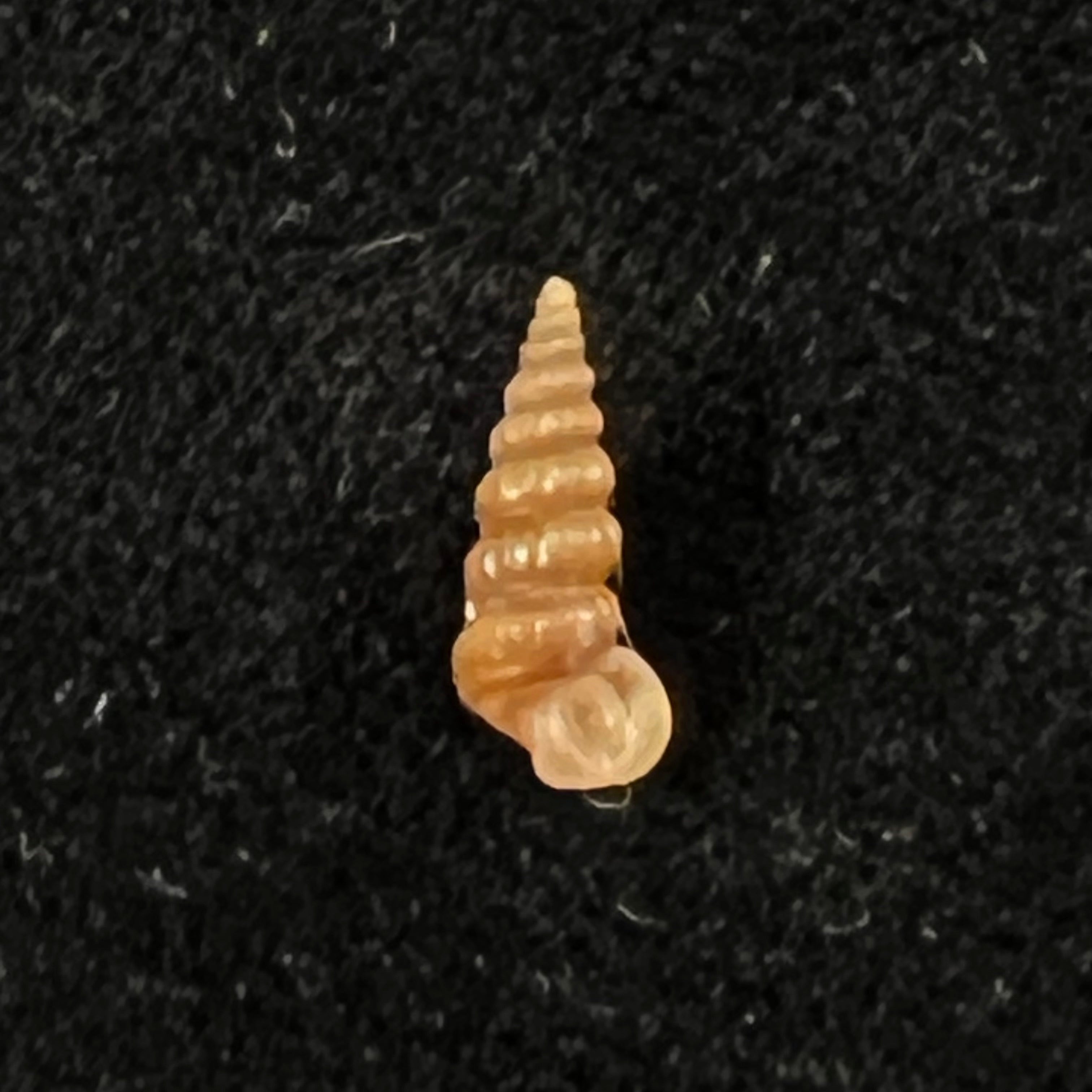 Cerithidea turrita Stearns, 1872 - 10,6mm