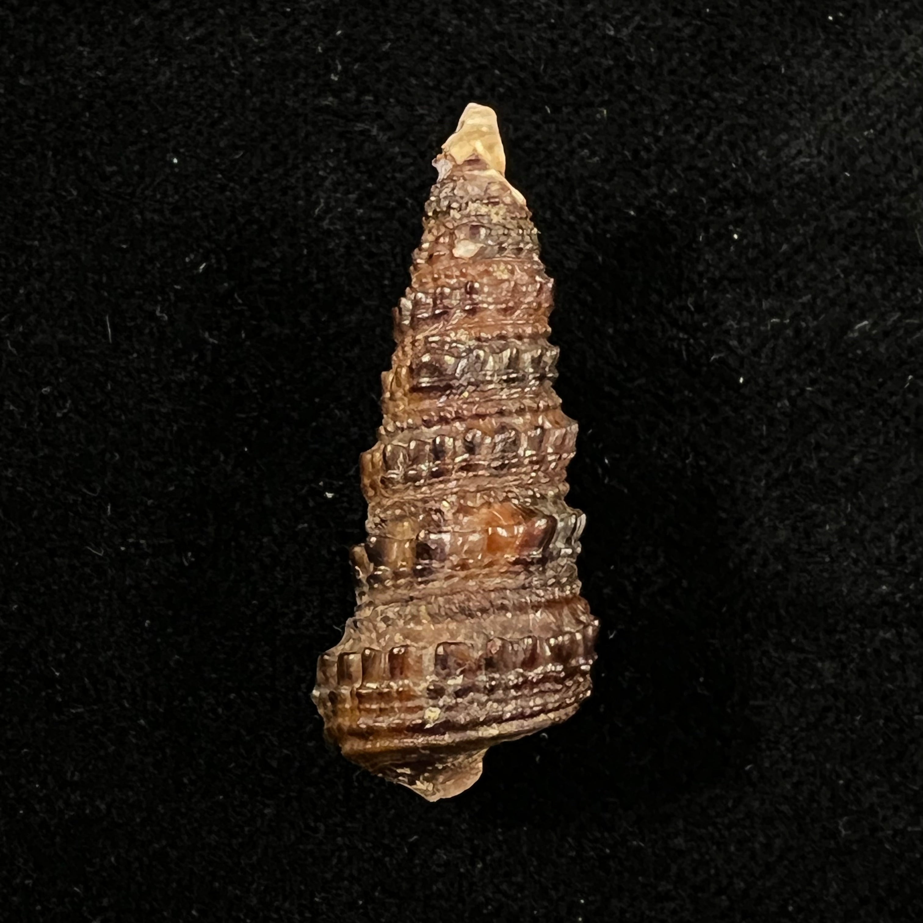 Tympanotonus fuscatus radula (Linnaeus, 1758) - 35,1mm