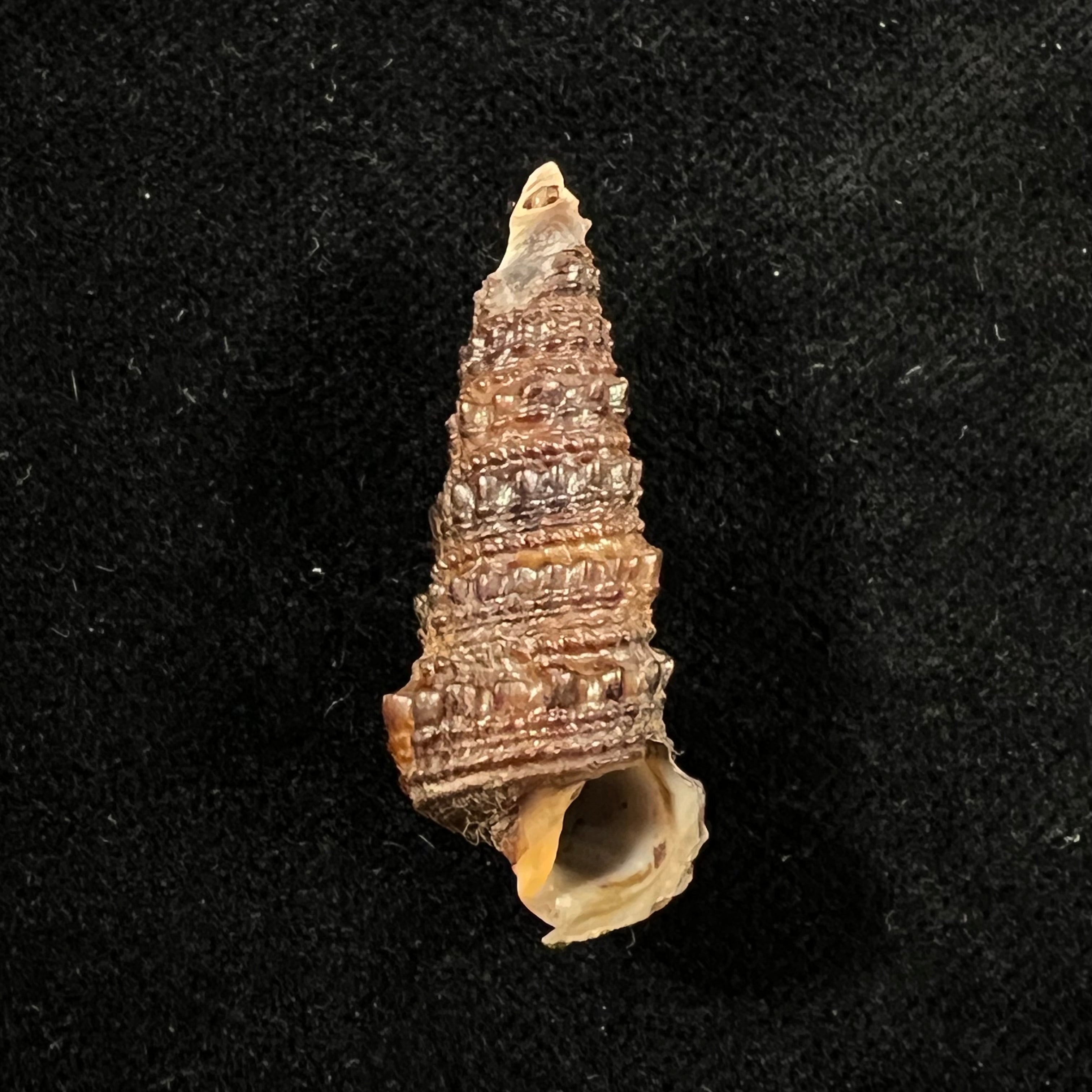 Tympanotonus fuscatus radula (Linnaeus, 1758) - 35,1mm