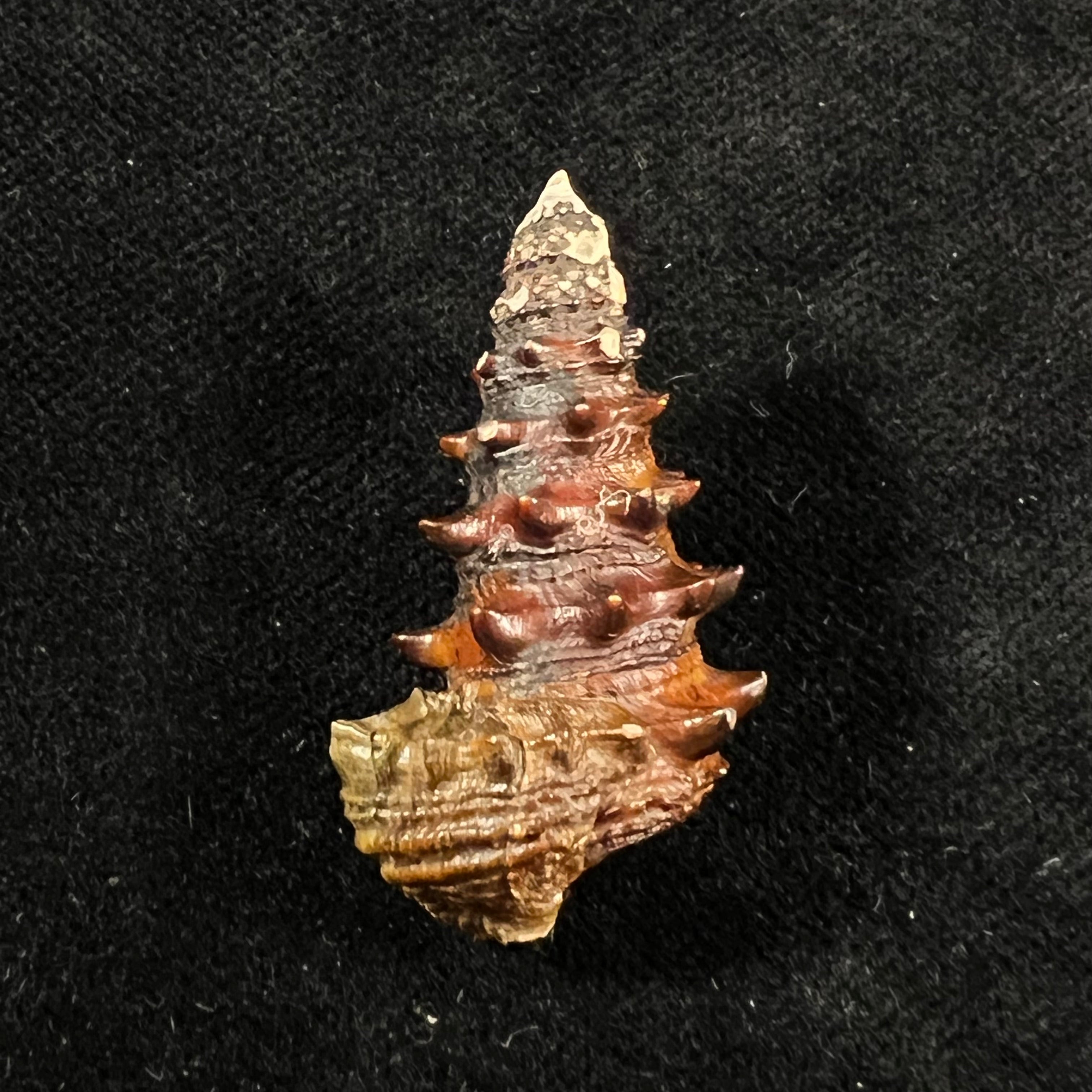 Tympanotonus fuscatus (Linnaeus, 1758) - 36,7mm