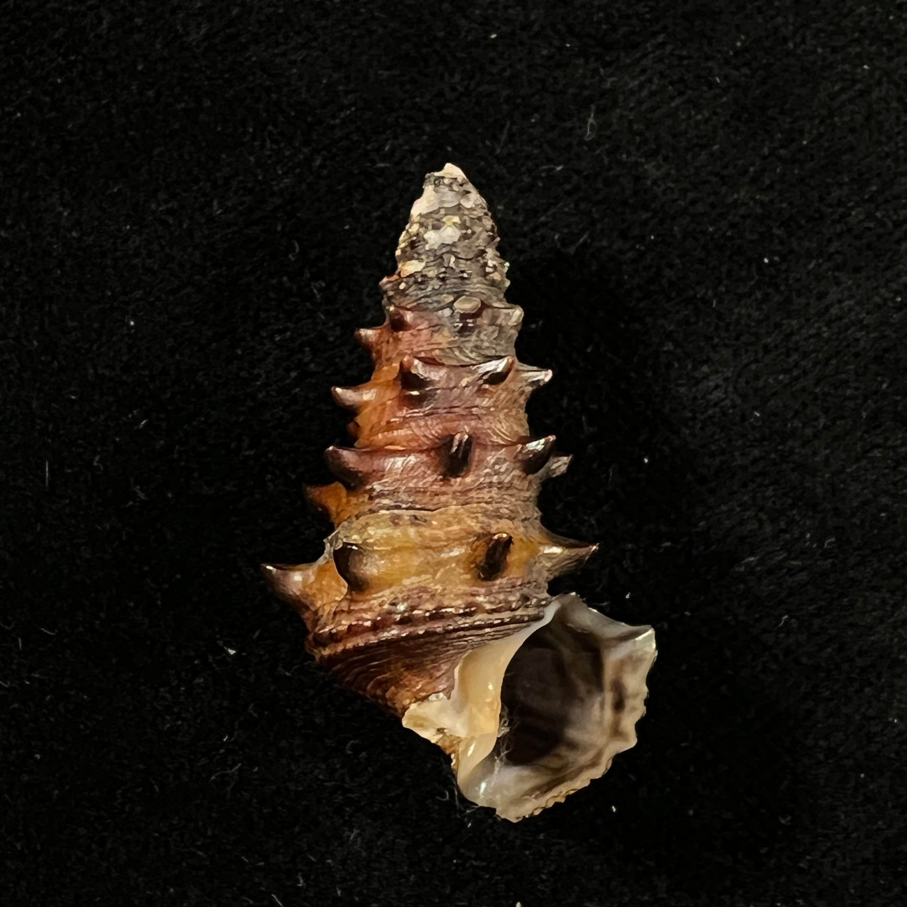 Tympanotonus fuscatus (Linnaeus, 1758) - 36,7mm