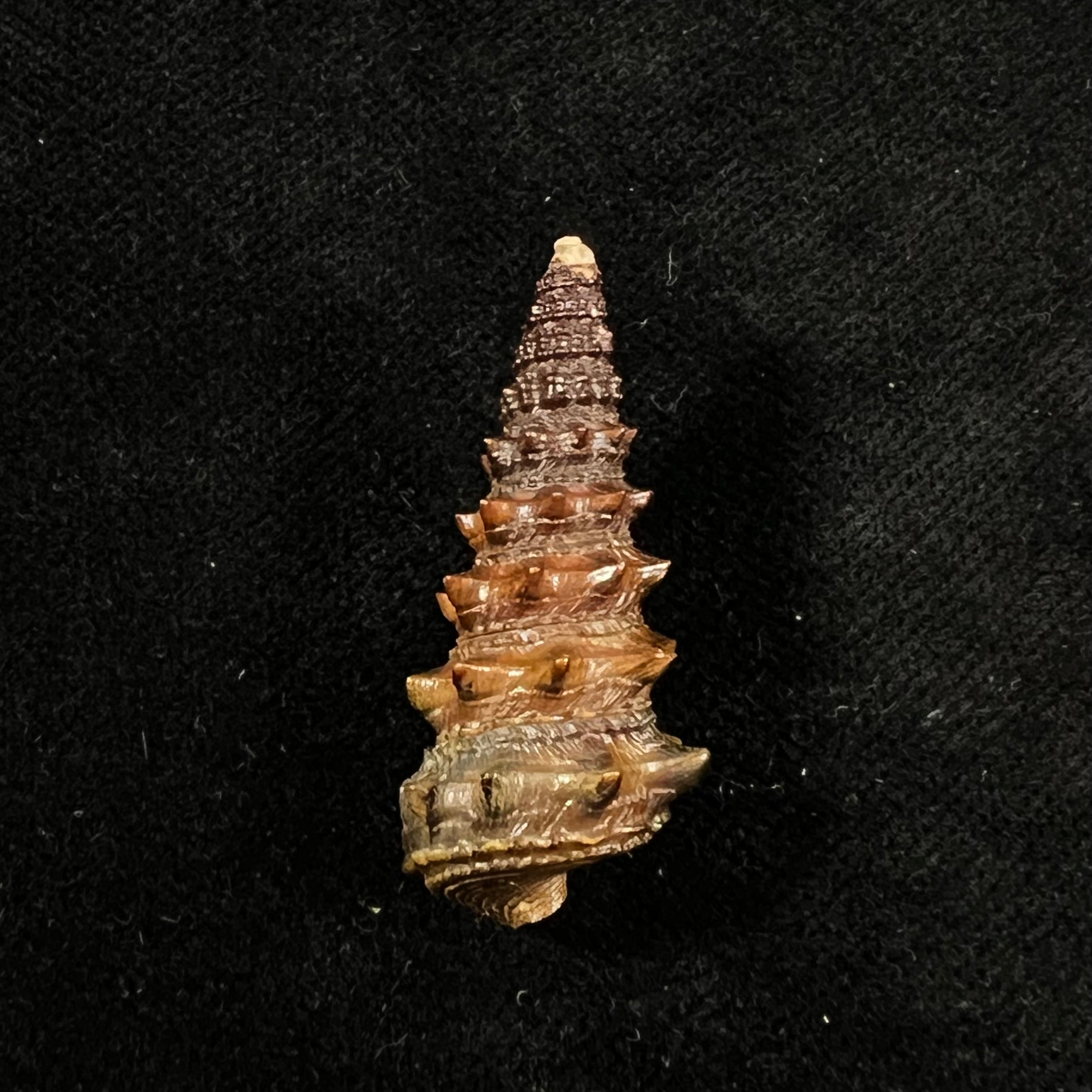 Tympanotonus fuscatus (Linnaeus, 1758) - 35,4mm