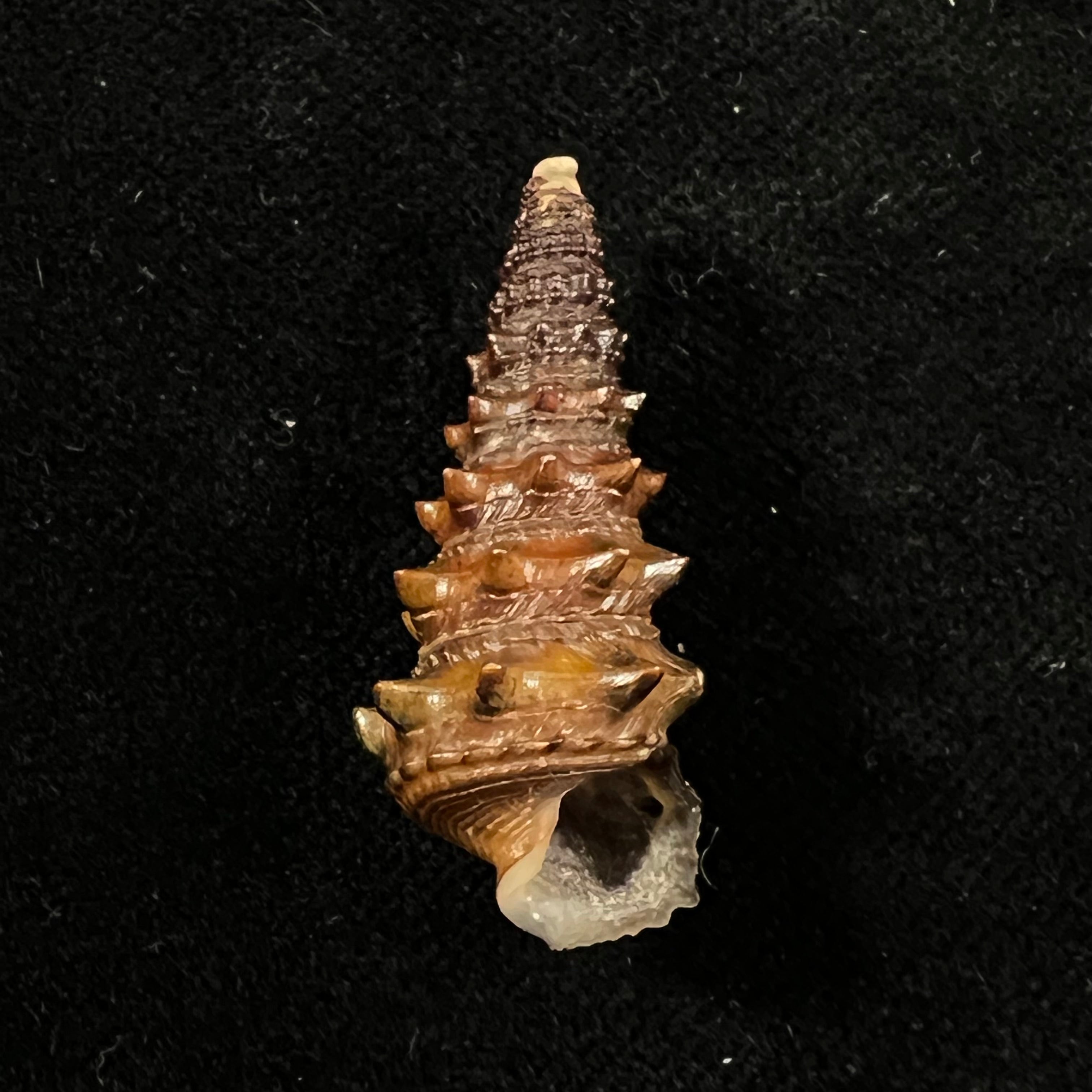 Tympanotonus fuscatus (Linnaeus, 1758) - 35,4mm