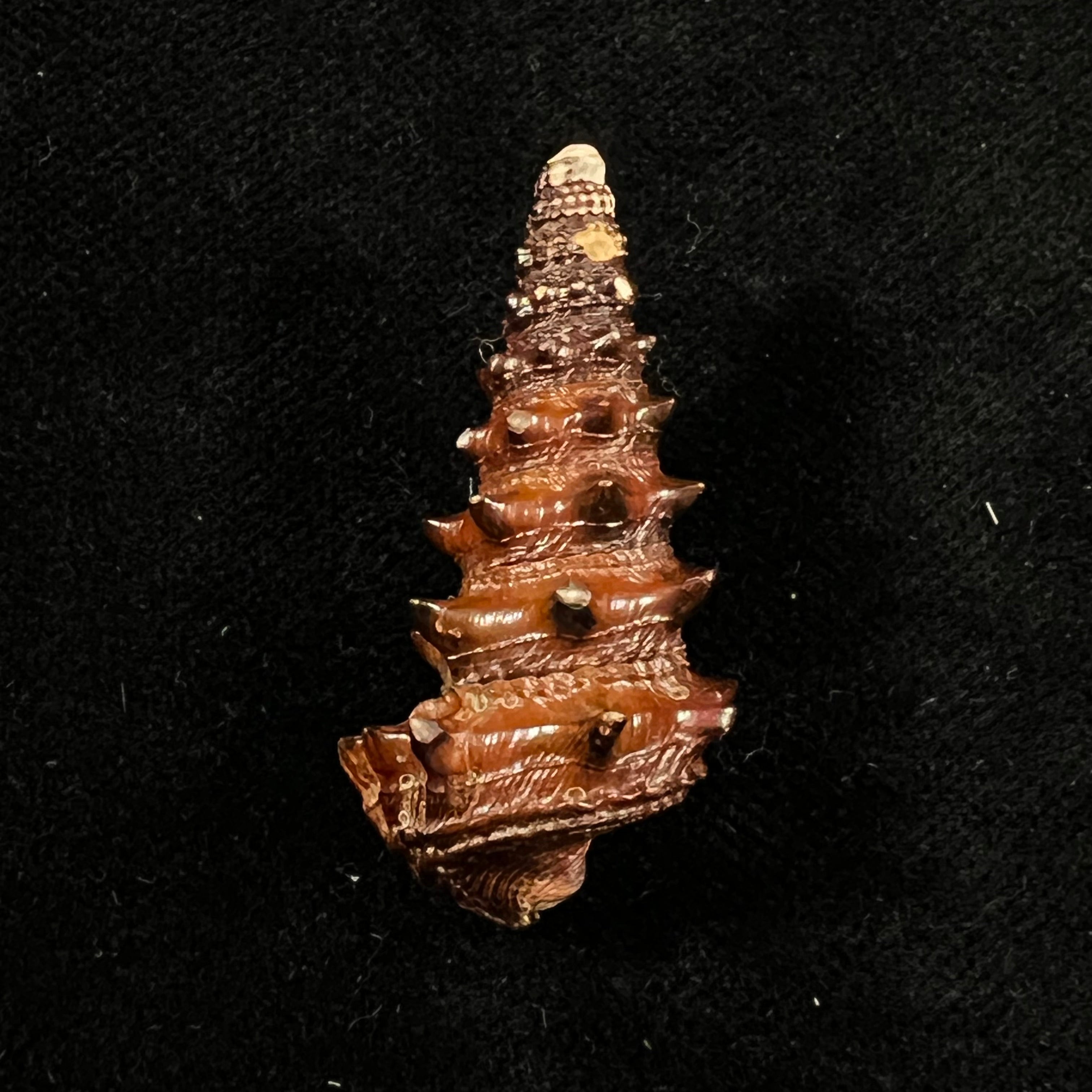 Tympanotonus fuscatus (Linnaeus, 1758) - 39,2mm